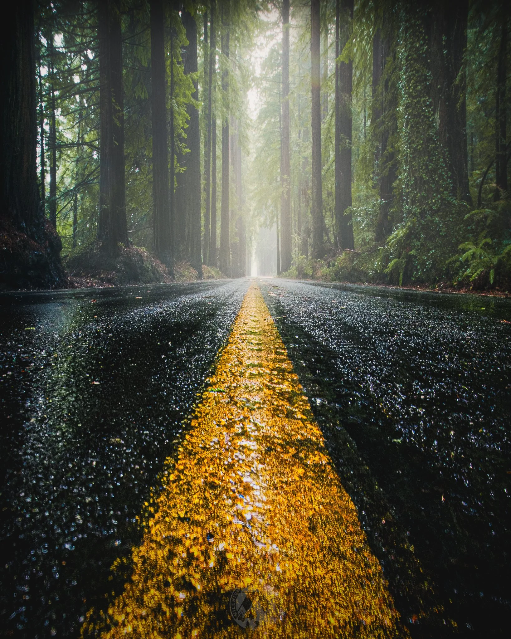 Avenue of the Giants