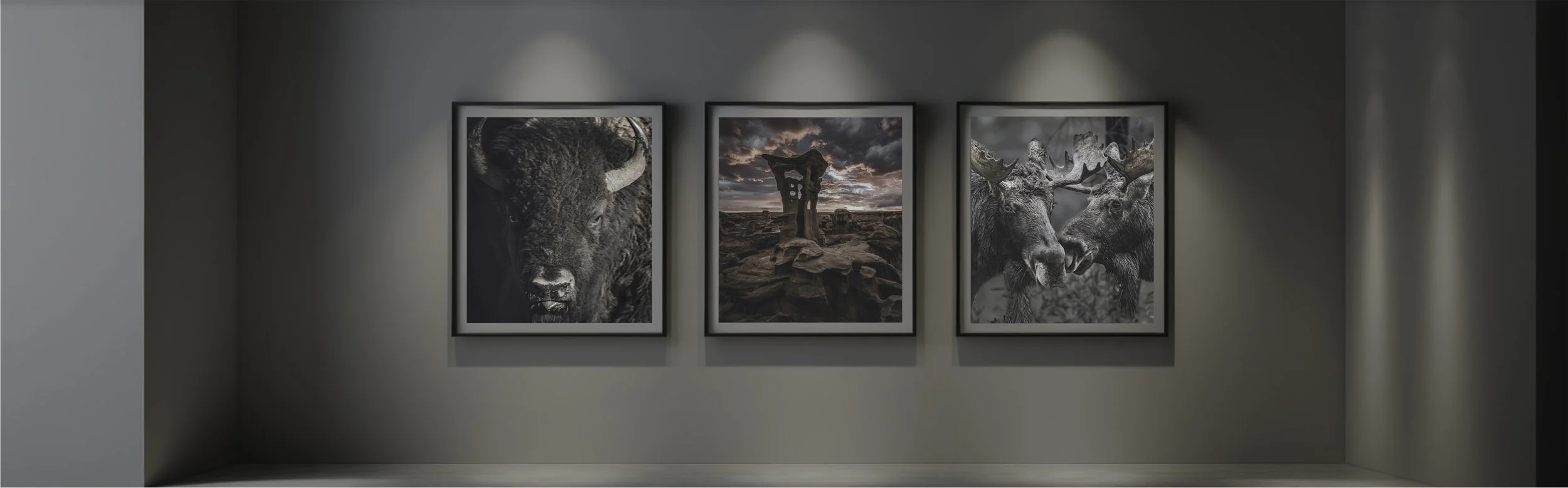 Three framed landscape photographs on a gallery wall, featuring a buffalo, a rock formation at sunset, and two moose facing each other.