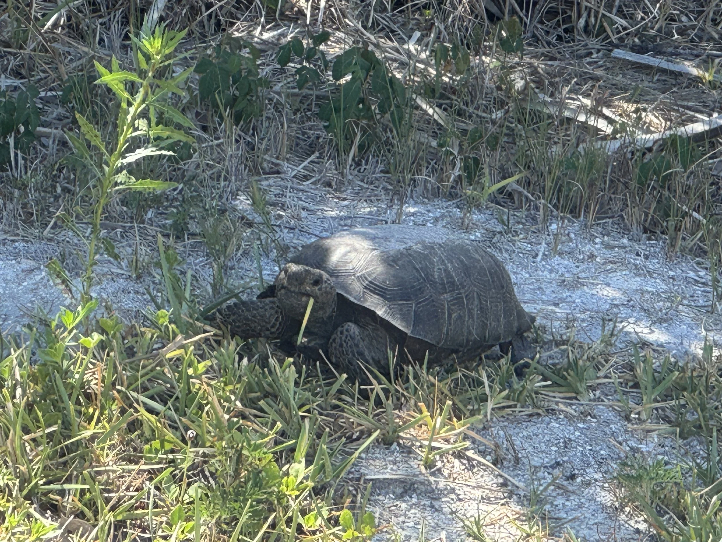 Gopher Tortoise