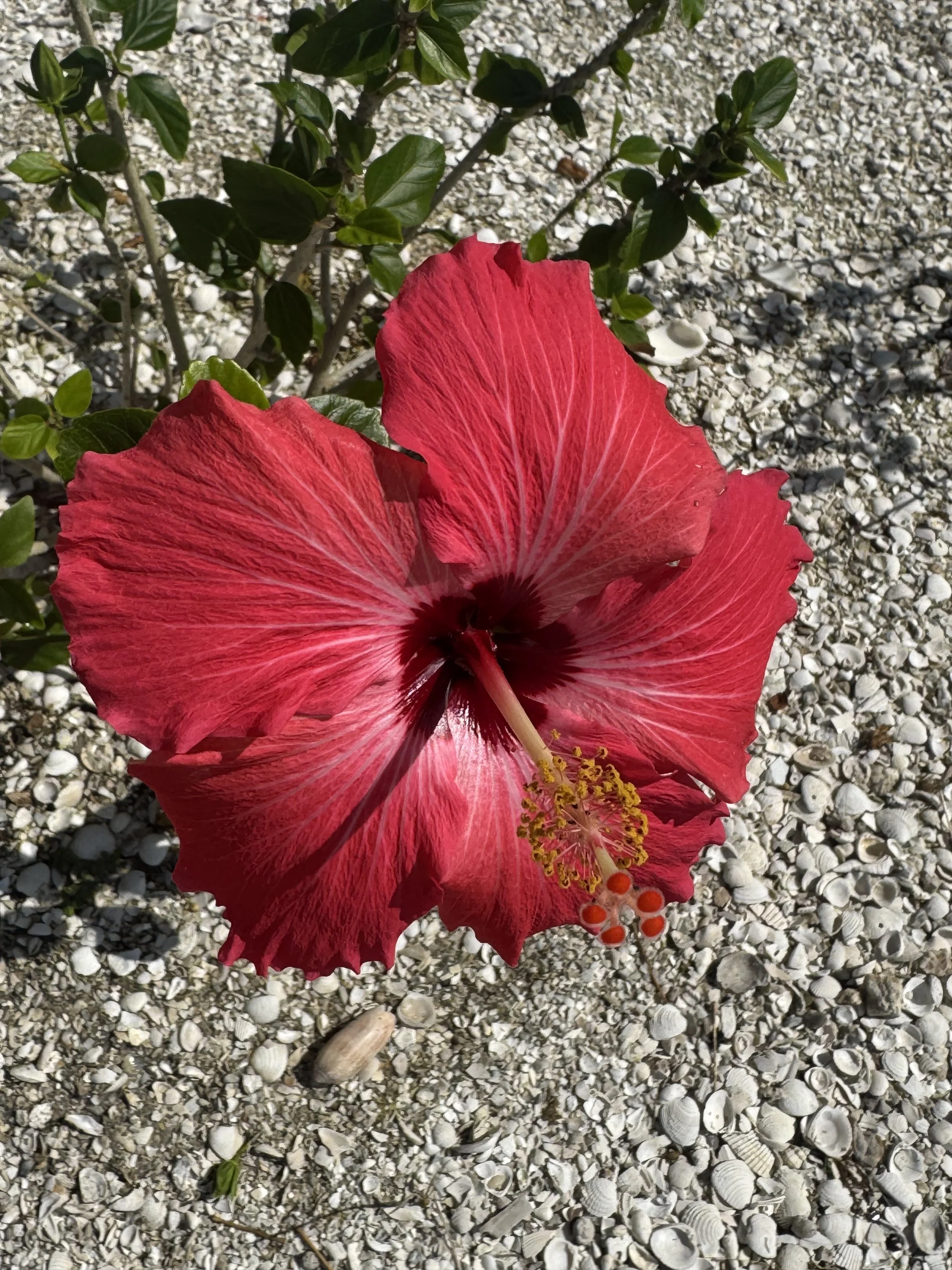 Gorgeous Hibiscus Flower