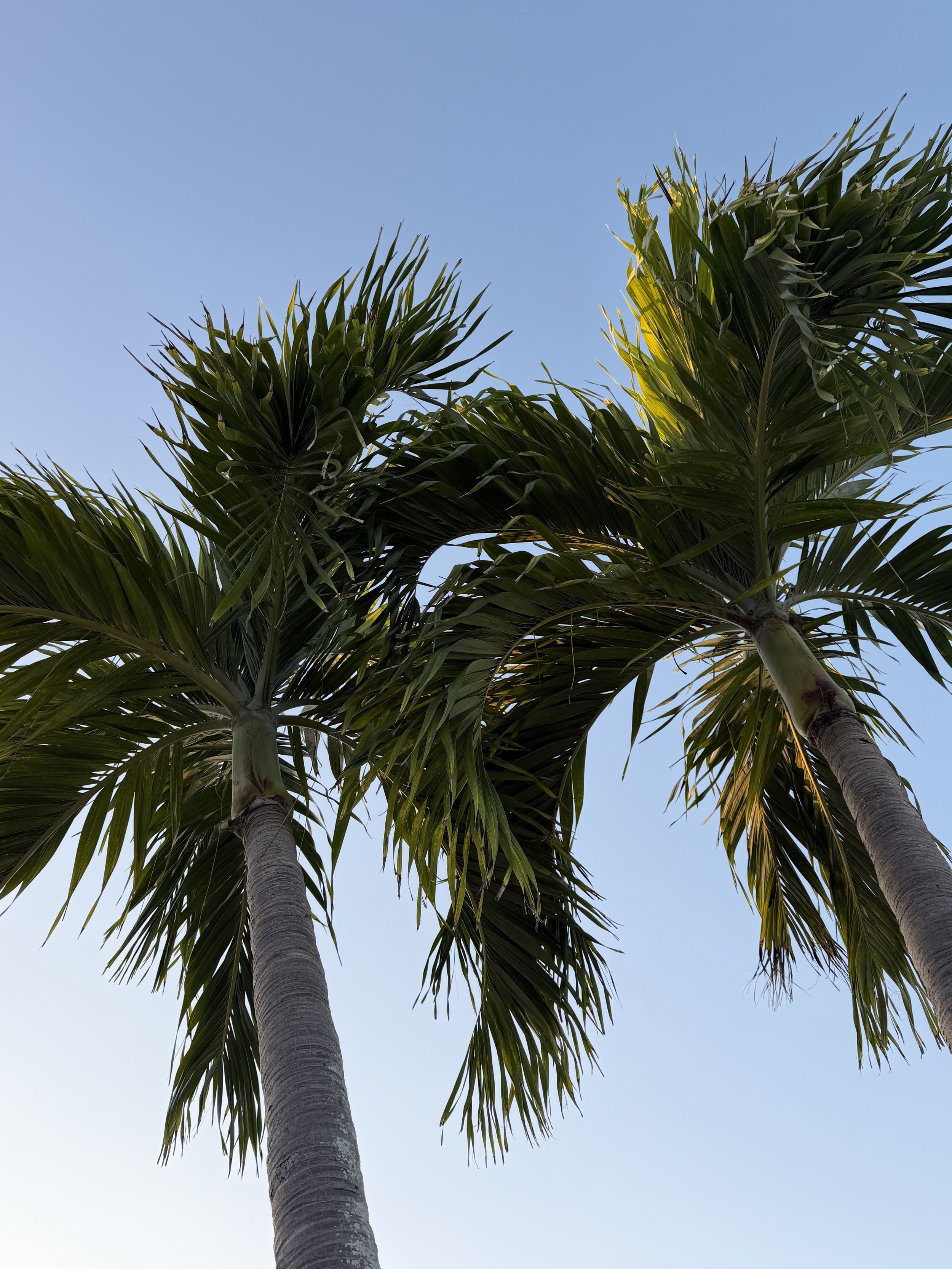SanibelPalmTrees