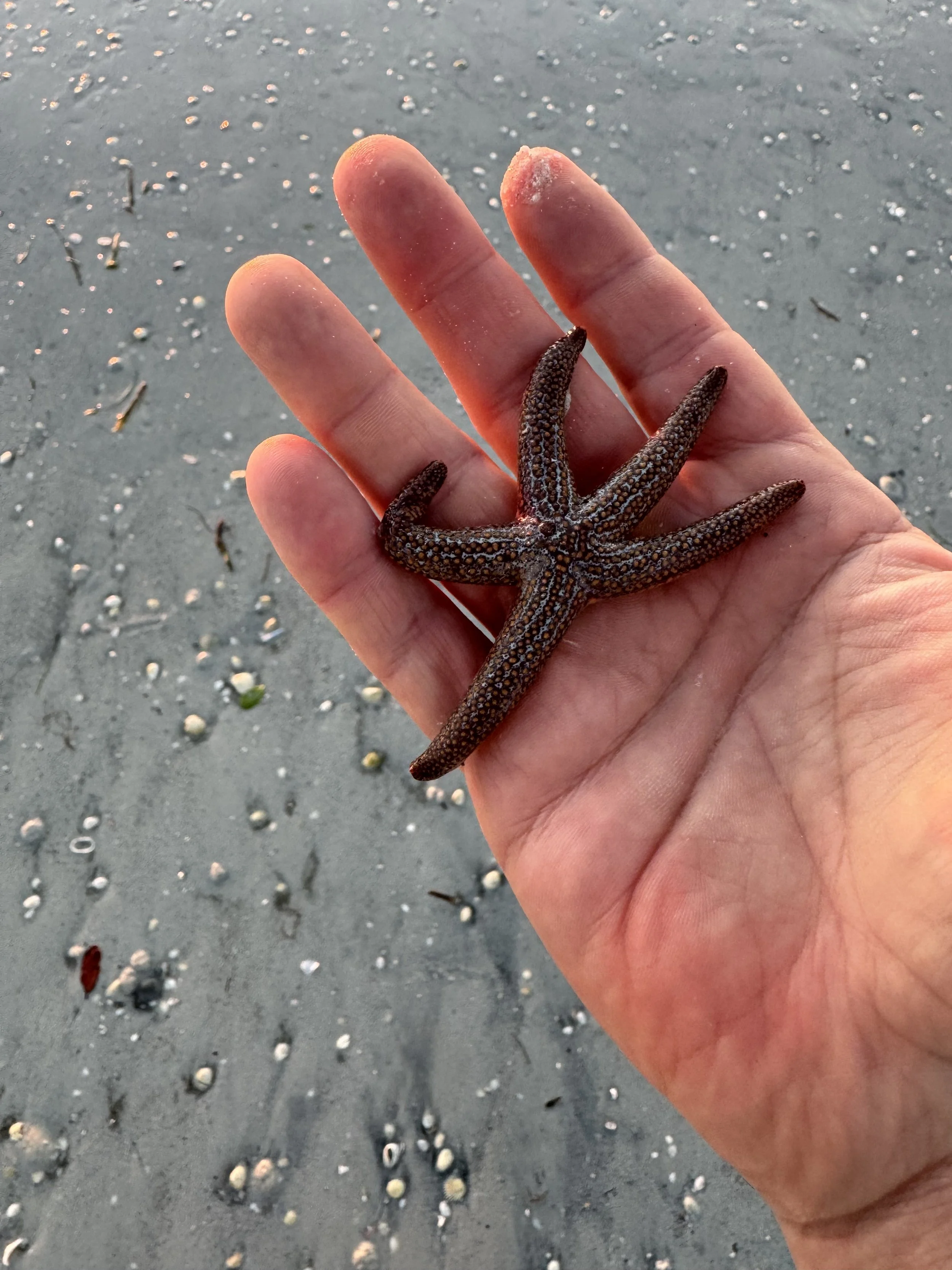 Starfish