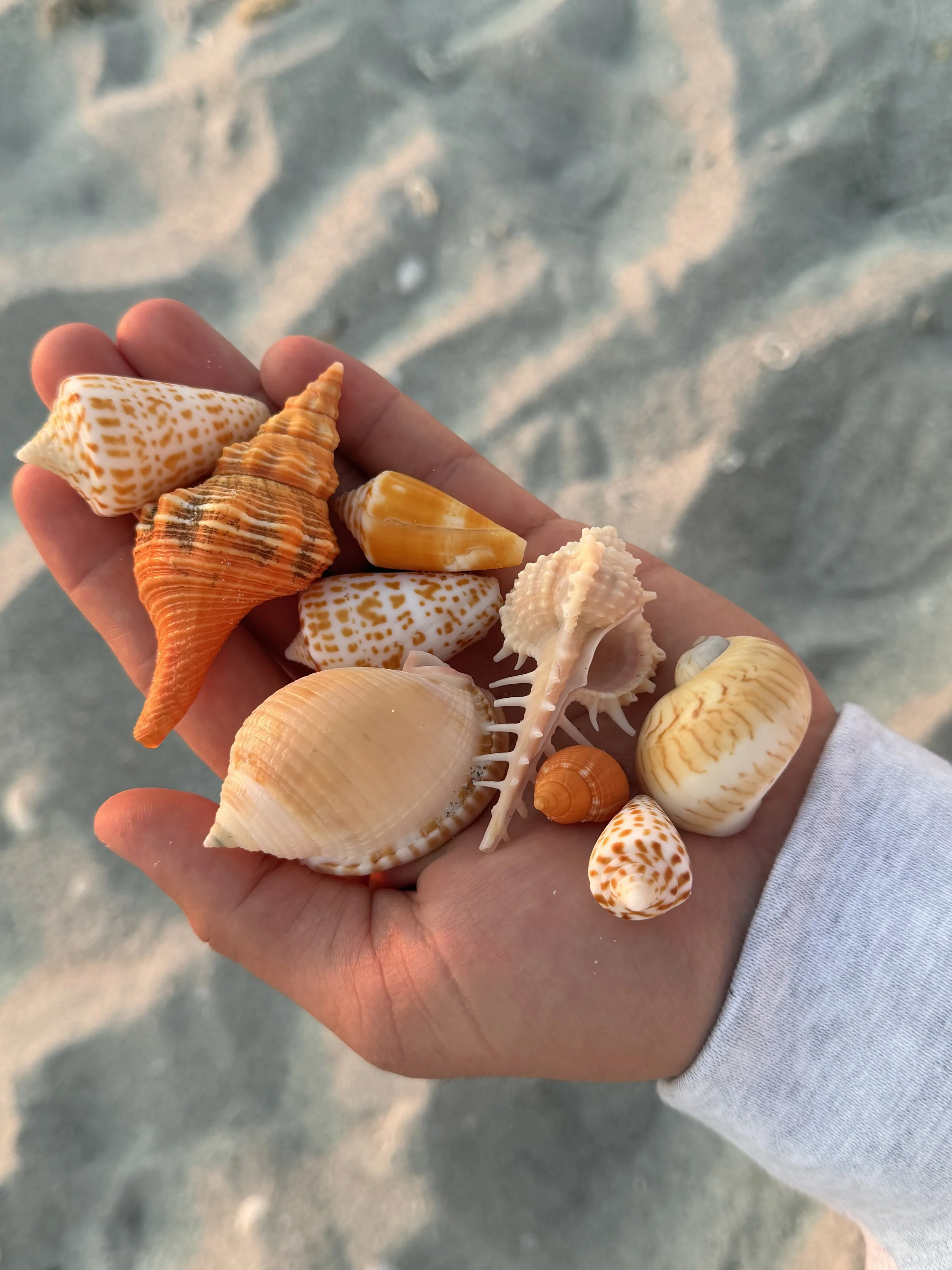 Shell Findings