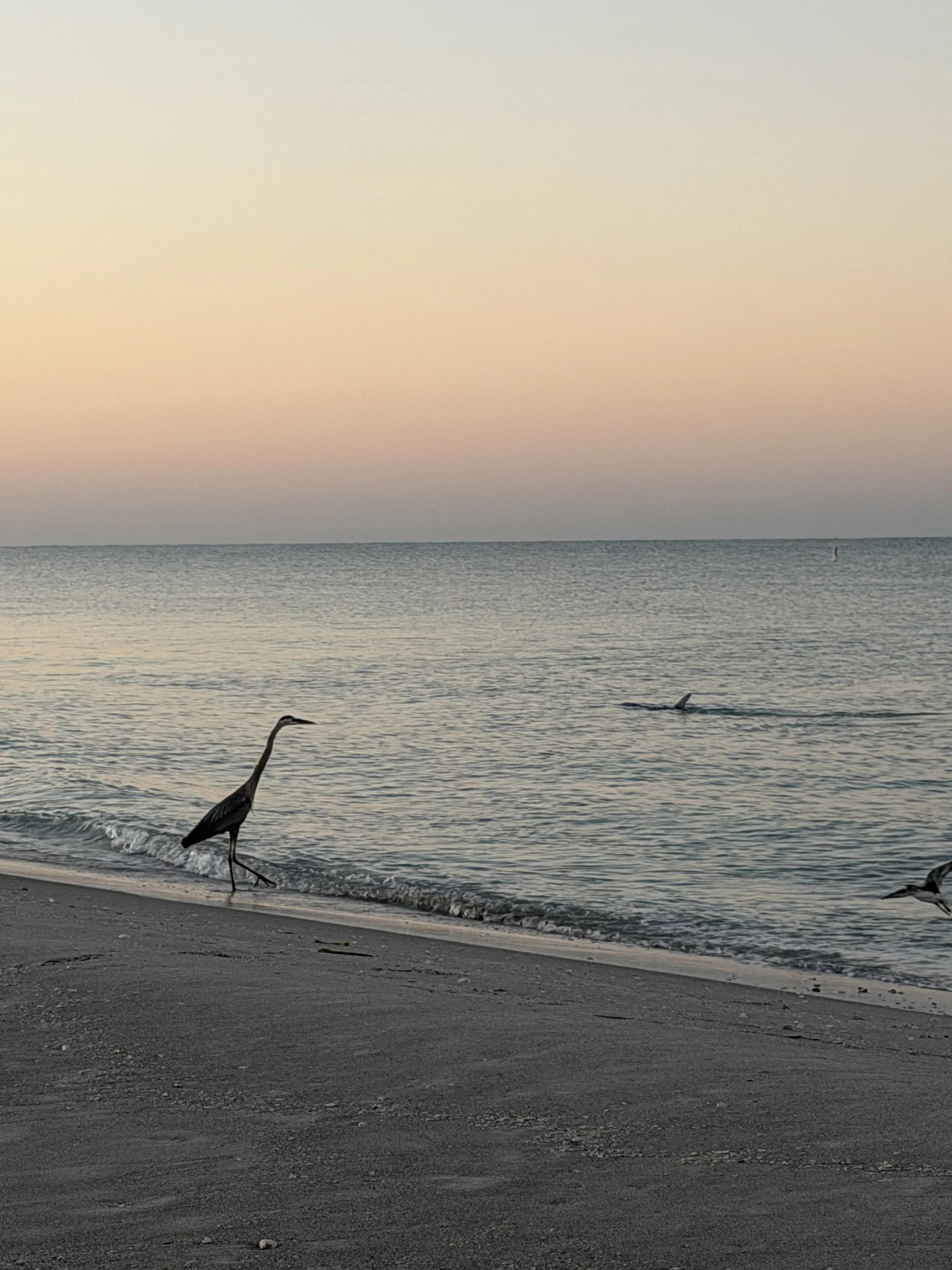 Dolphins and Heron