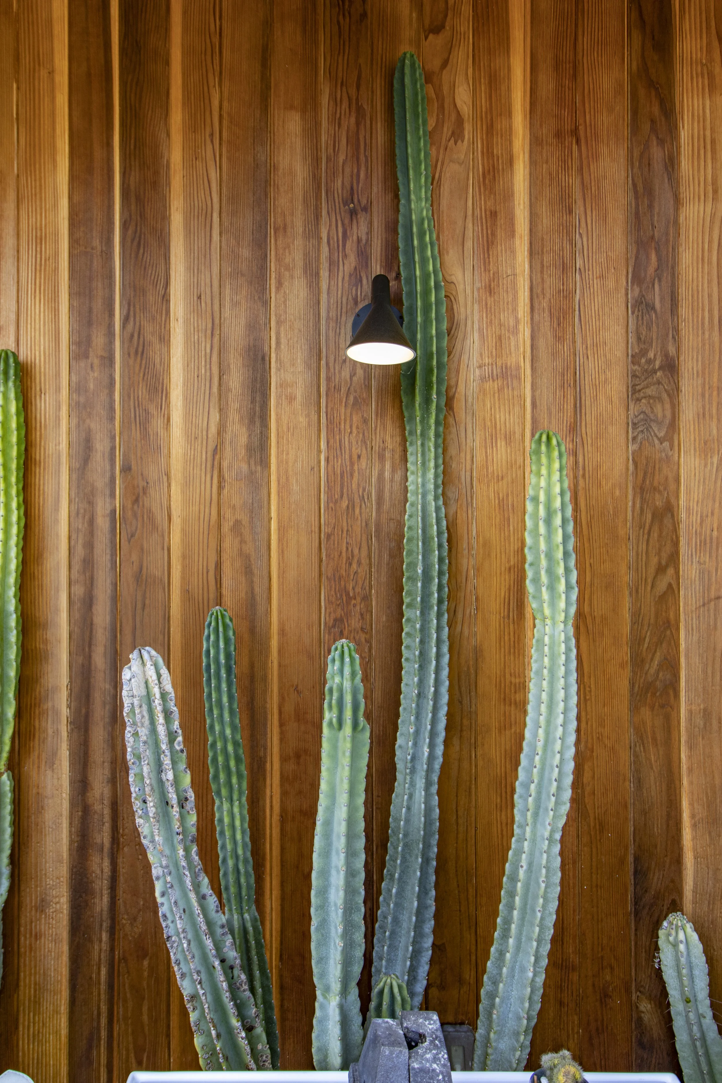 Tall green cactus plants against a wooden wall with a small black wall lamp.