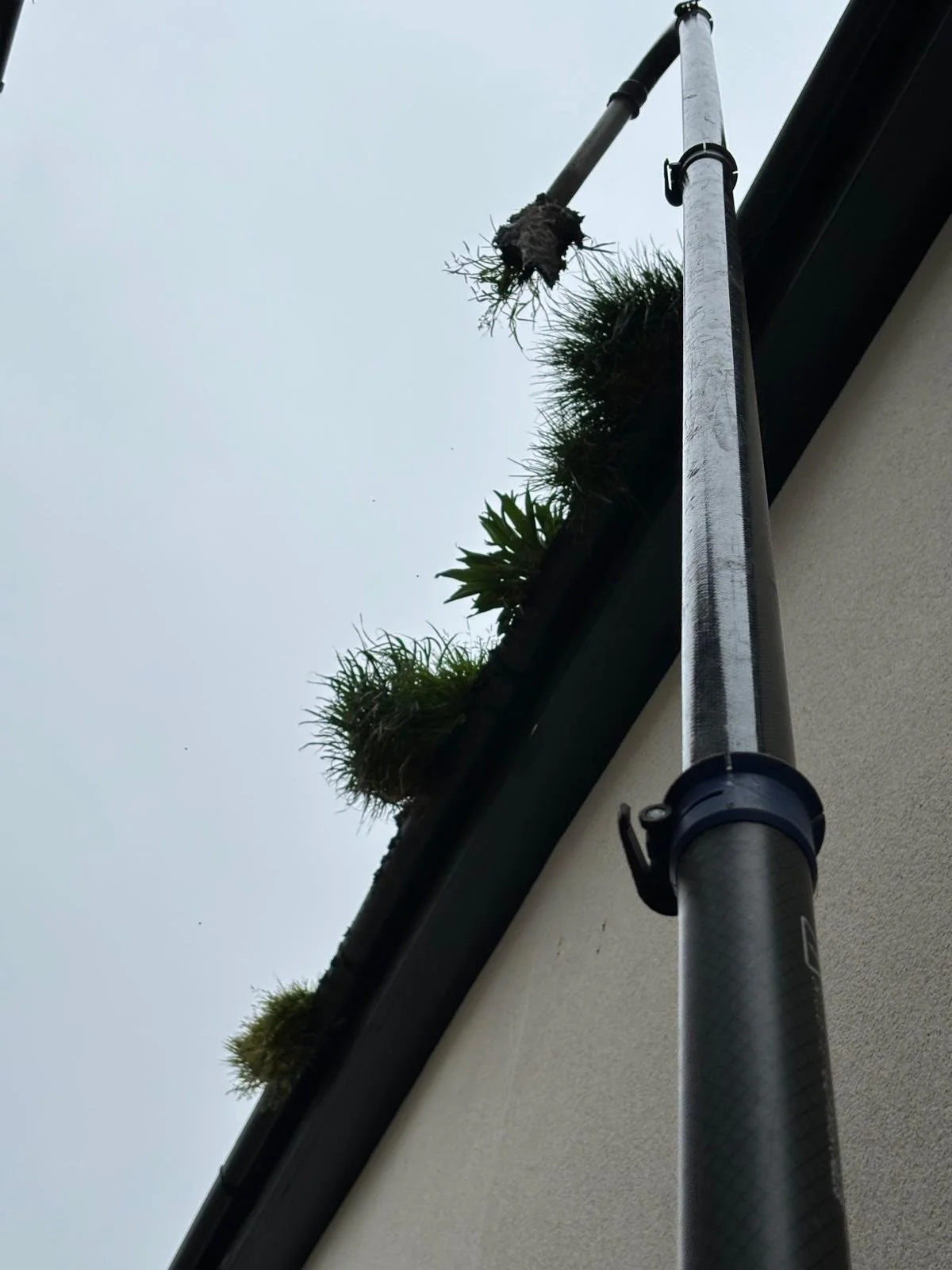 clearing plants and moss from gutters using sky vac
