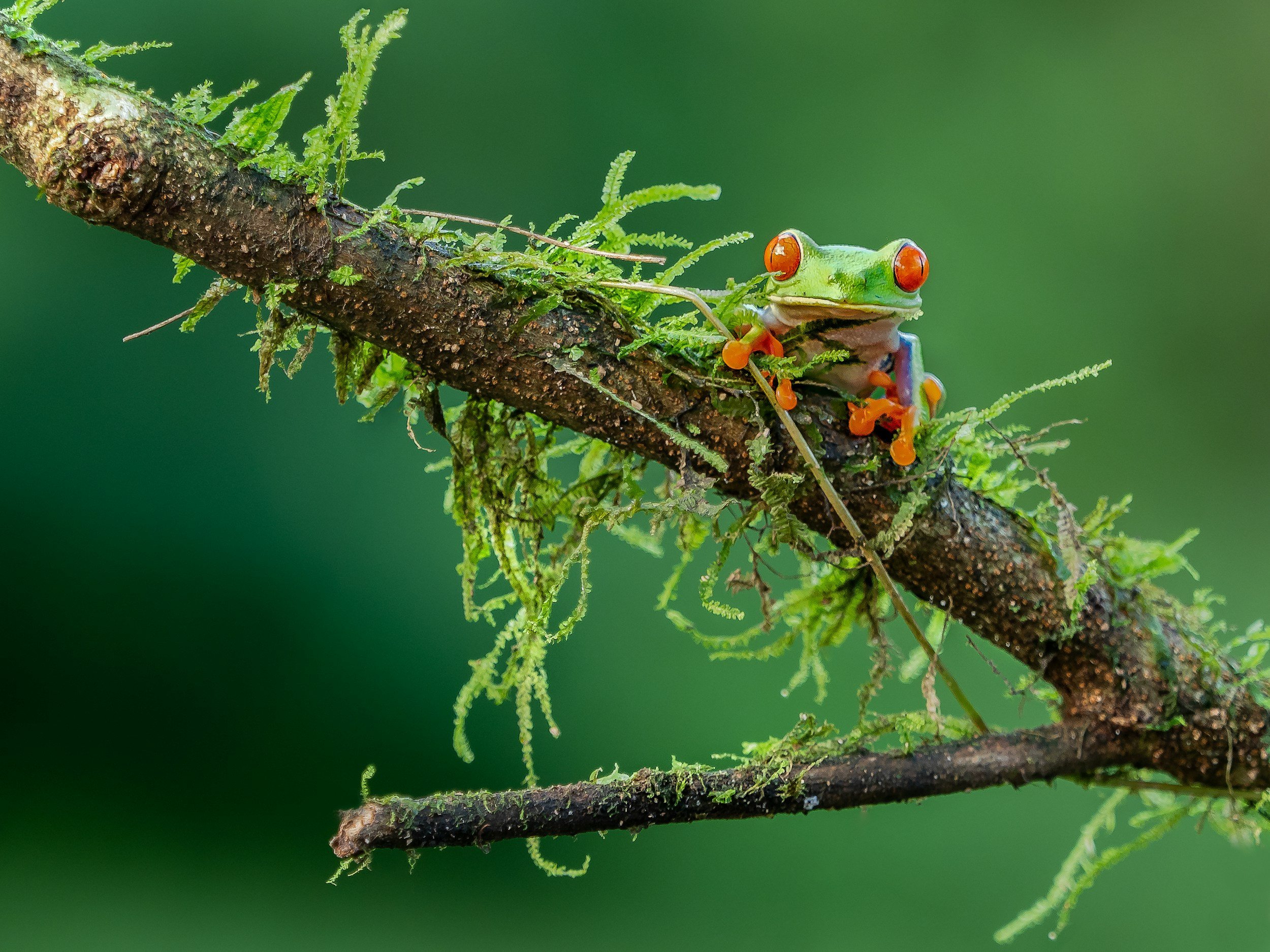 A colorful tree frog with red eyes and orange toes sitting on a mossy tree branch in a lush green environment.