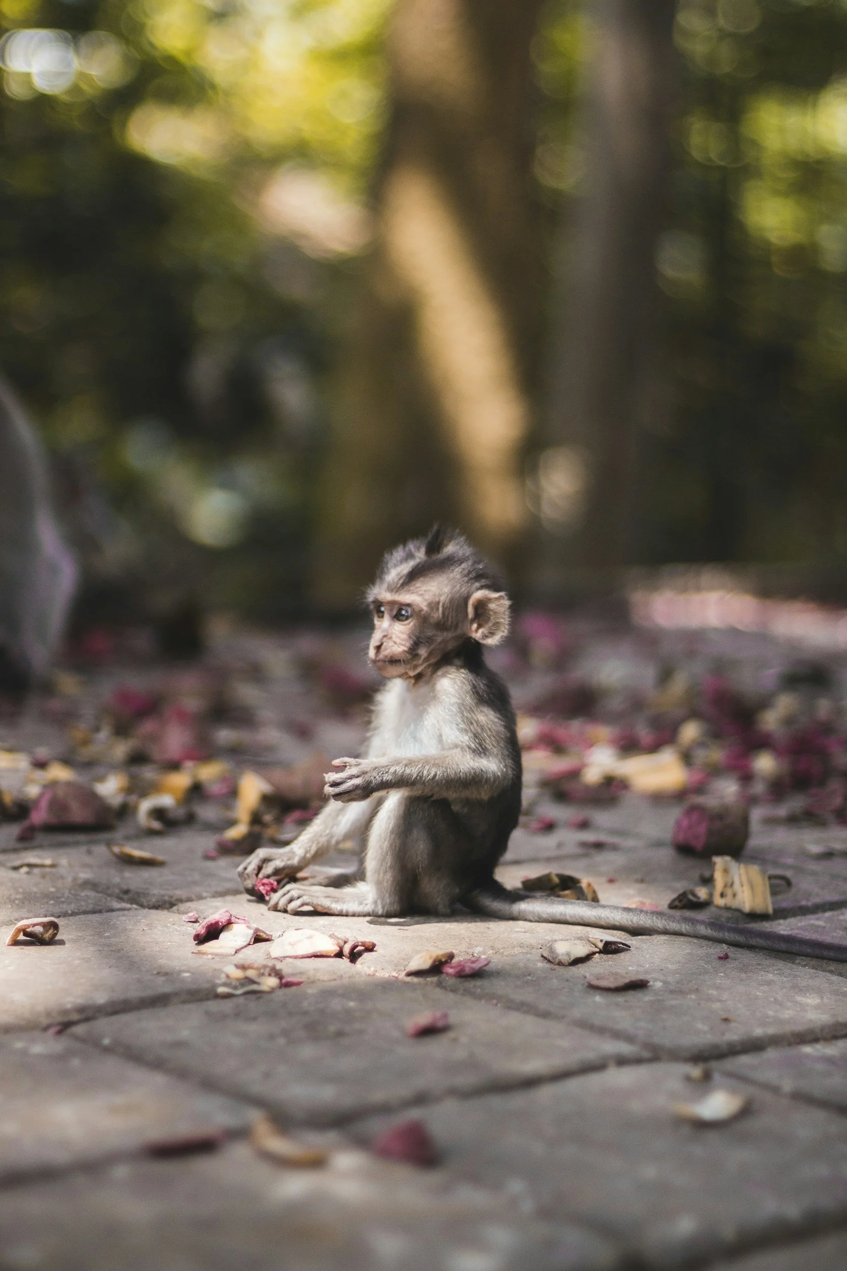 A baby monkey sitting on a brick pathway with fallen leaves around it in a forested area.