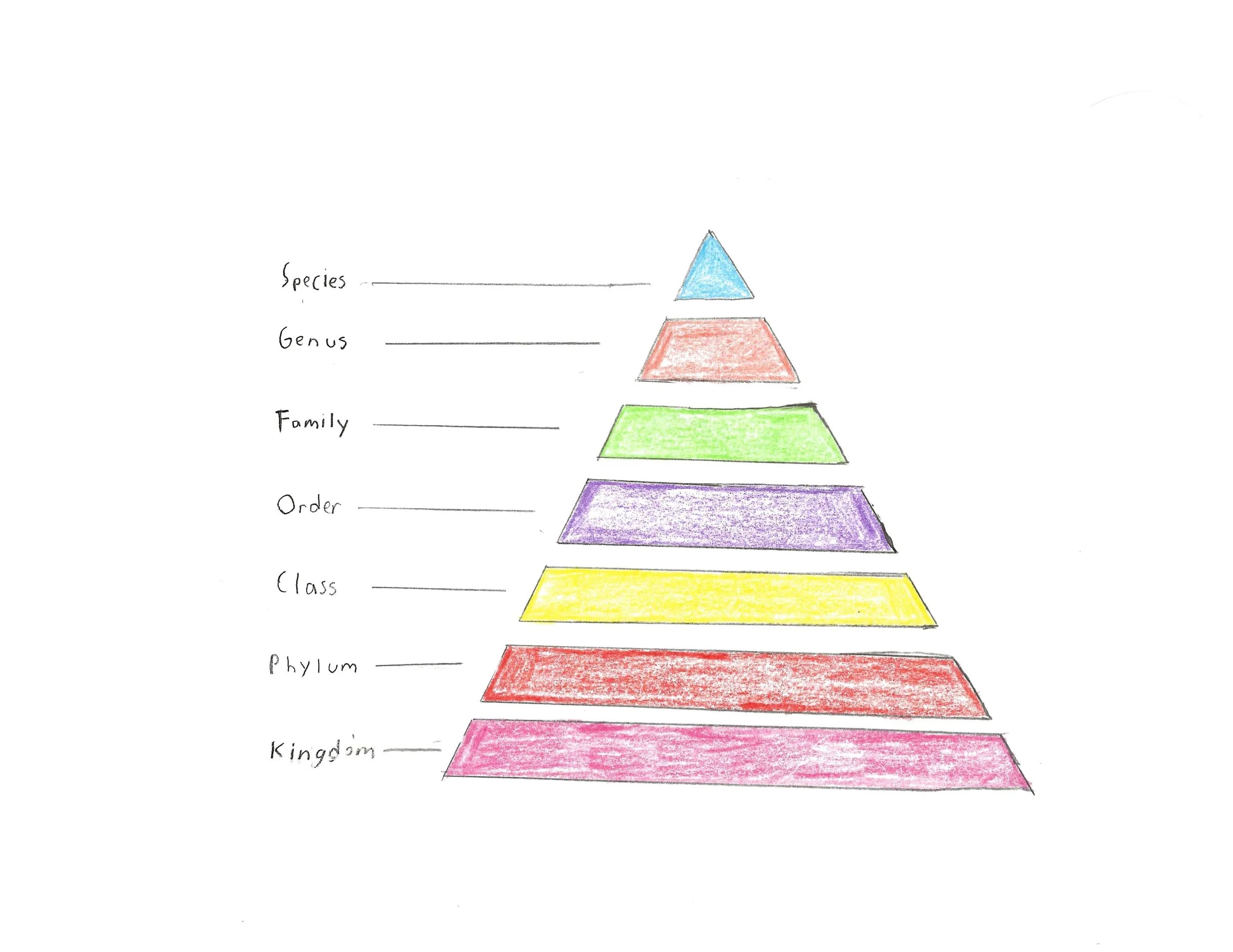 Taxonomy: Nature’s Organization System