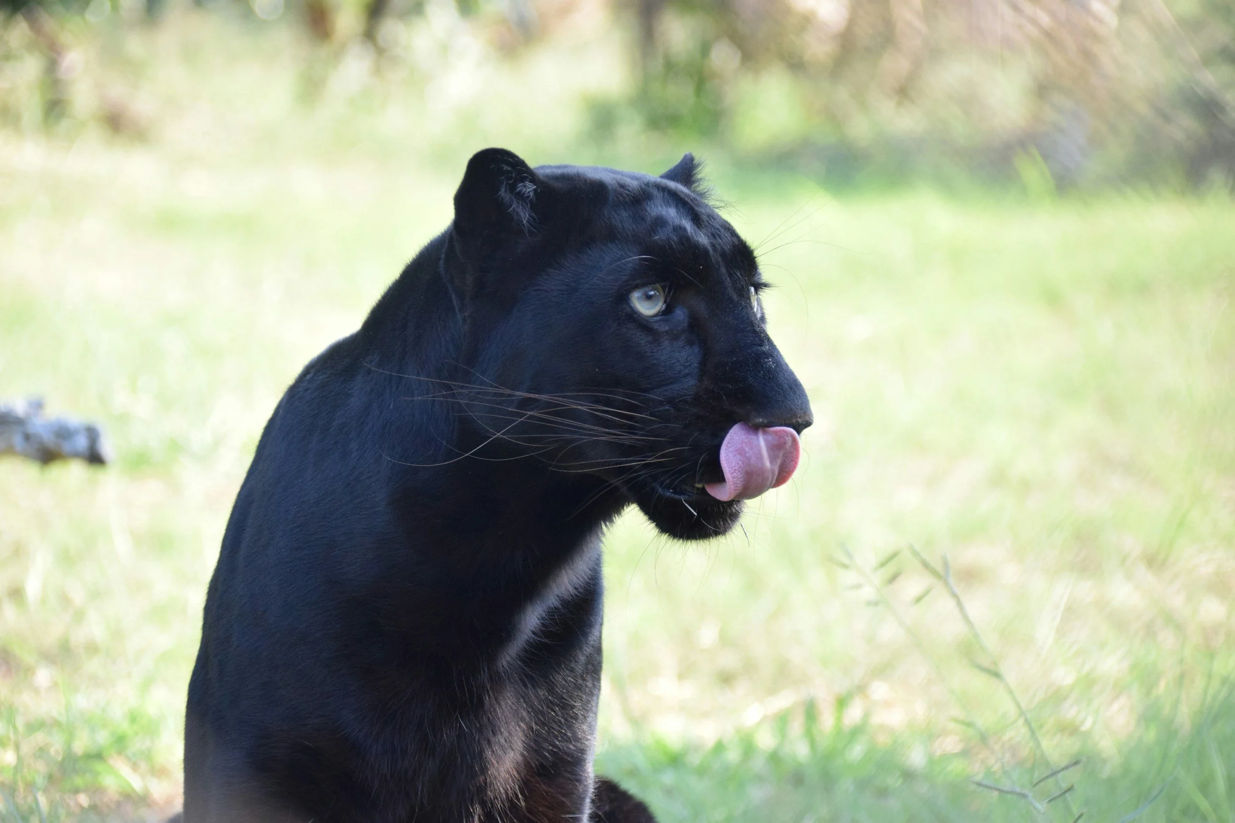 Do Black Panthers Actually Exist?