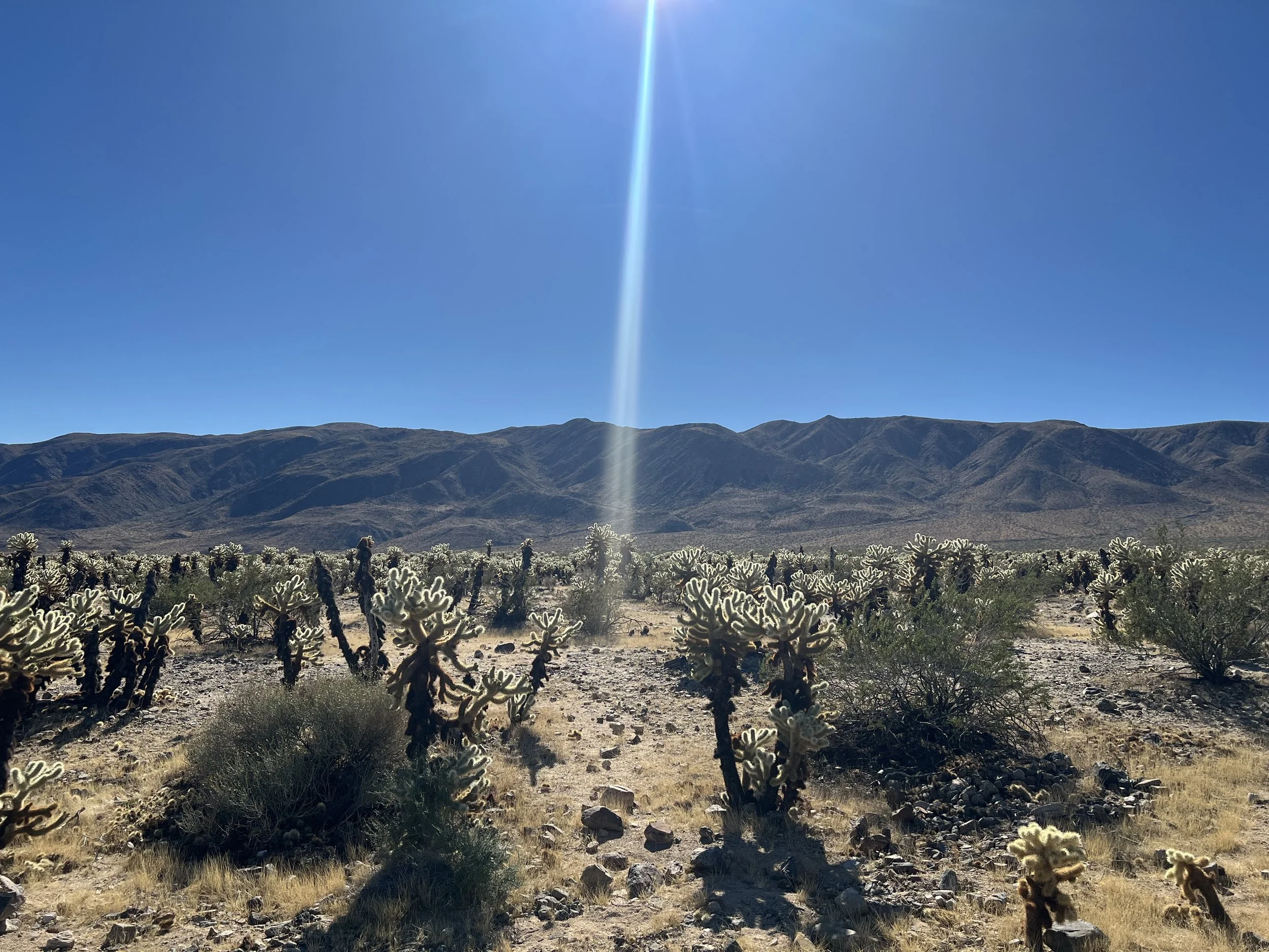 Desert landscape with cholla cacti, mountains in the background, clear blue sky, and sunlight shining down.