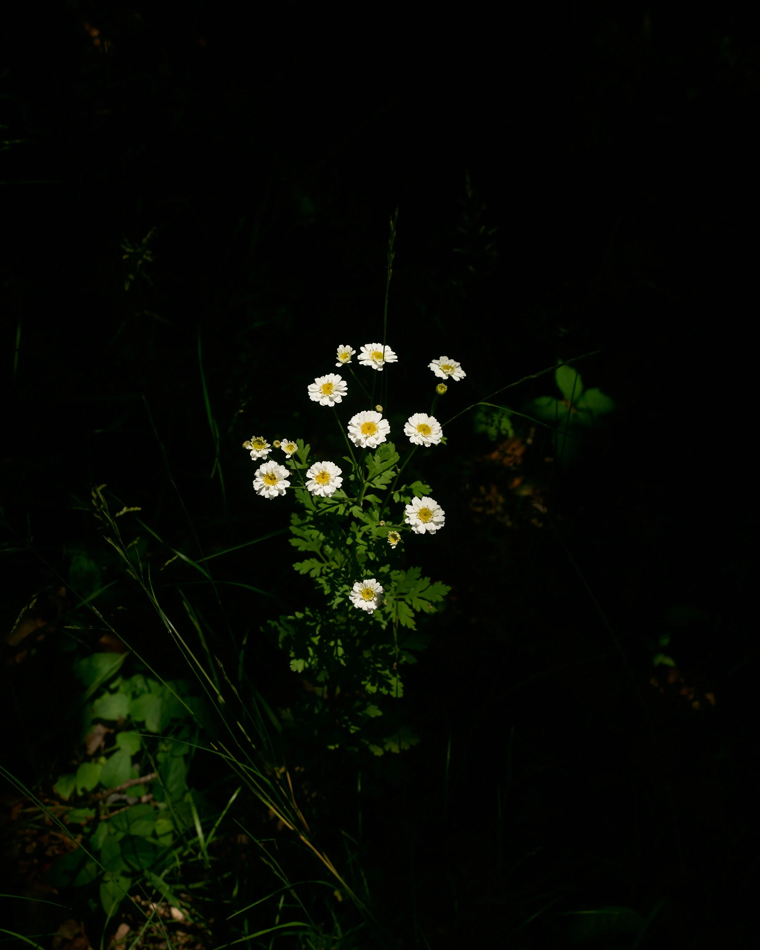 DSC00488.jpg