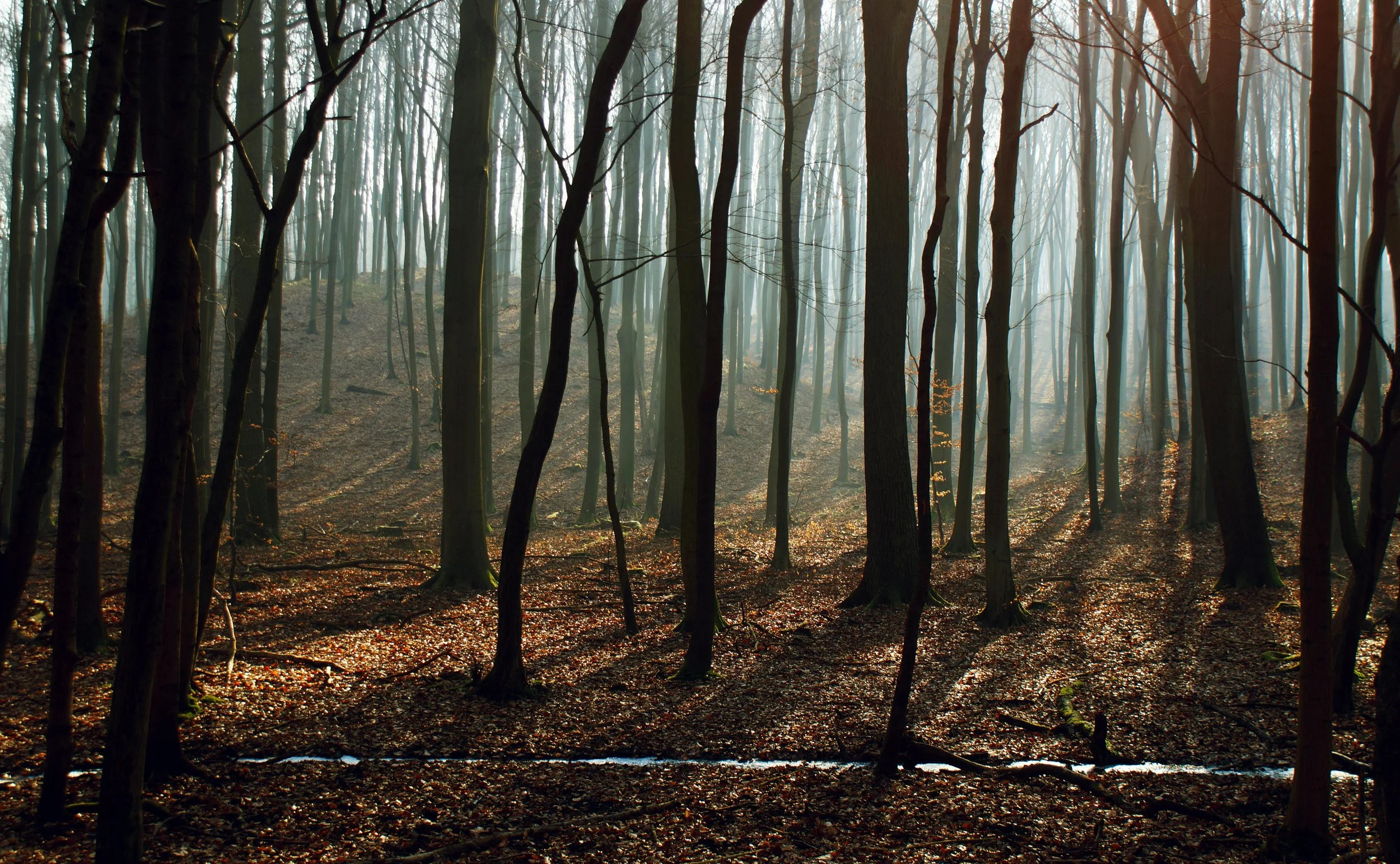  The Role of Psychedelics in Mental Healthcare: A Look at the Data