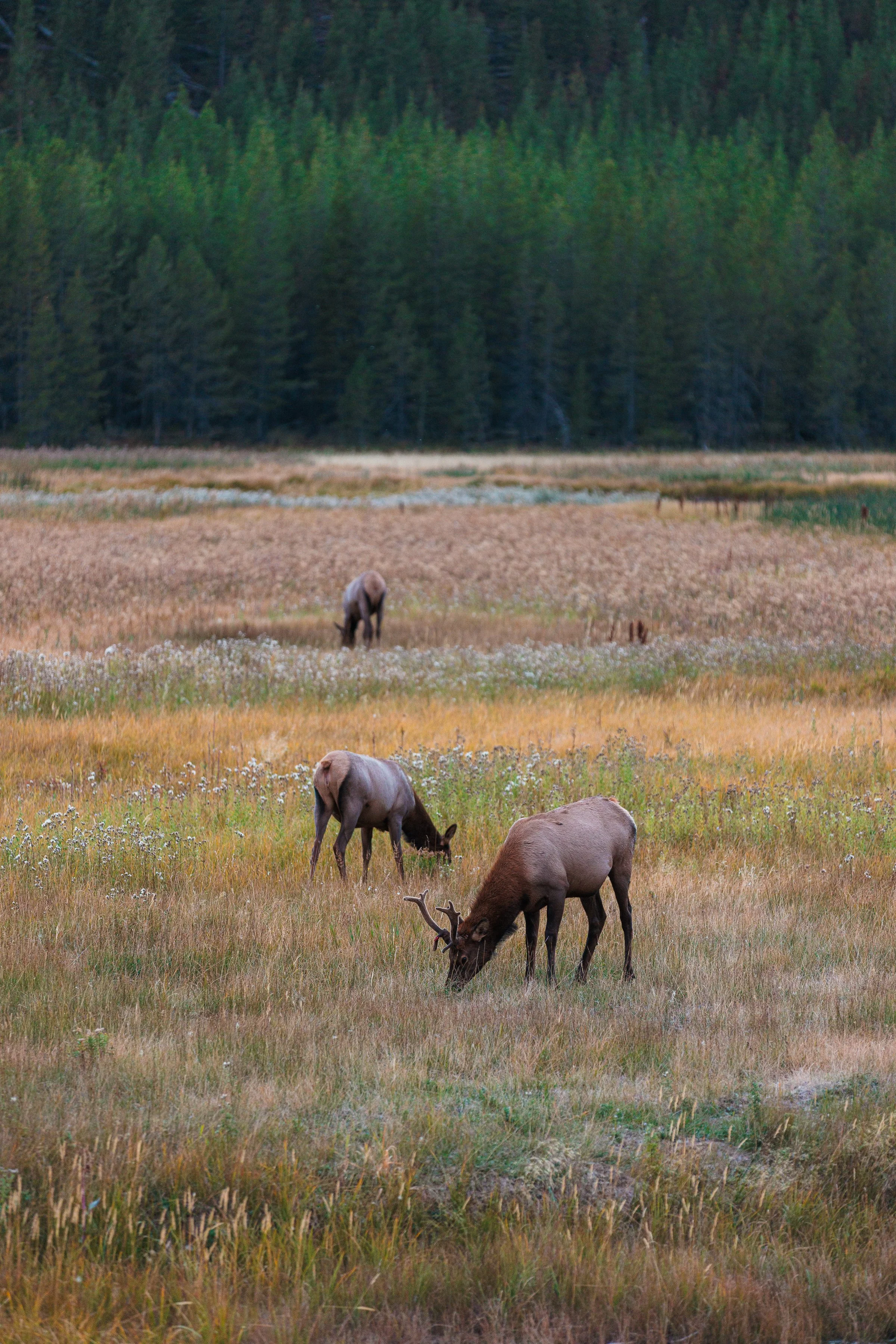 Yellowstone Day 1-23.jpg