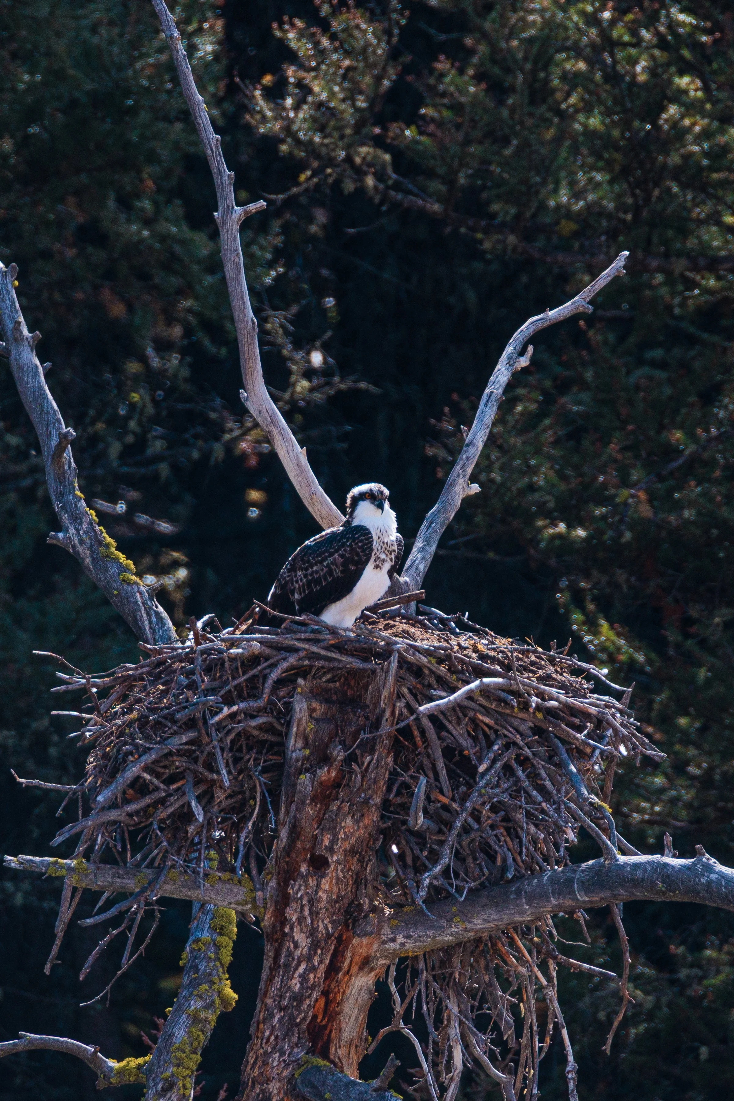Yellowstone Day 3-13.jpg