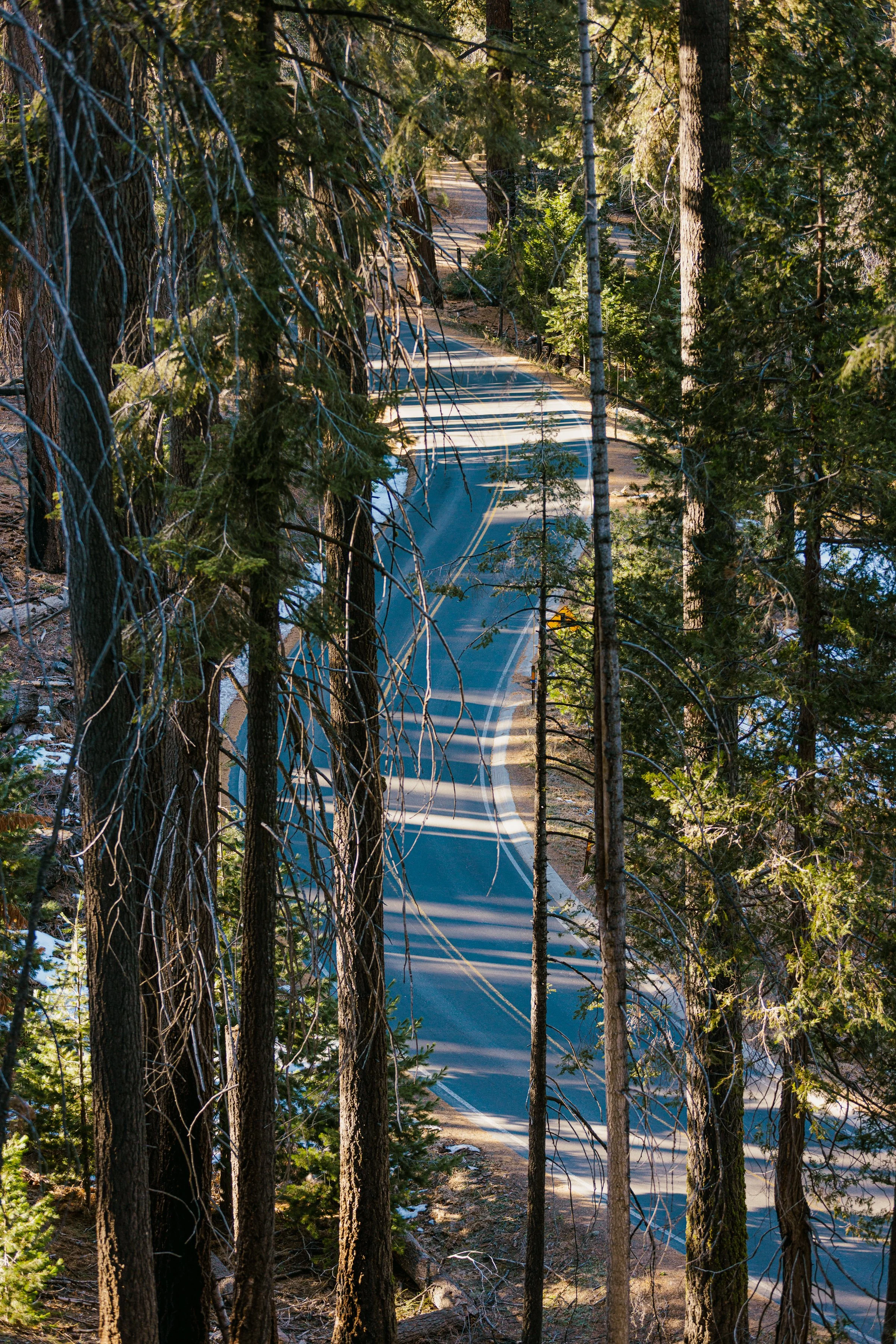 Sequoia Day 2-23.jpg