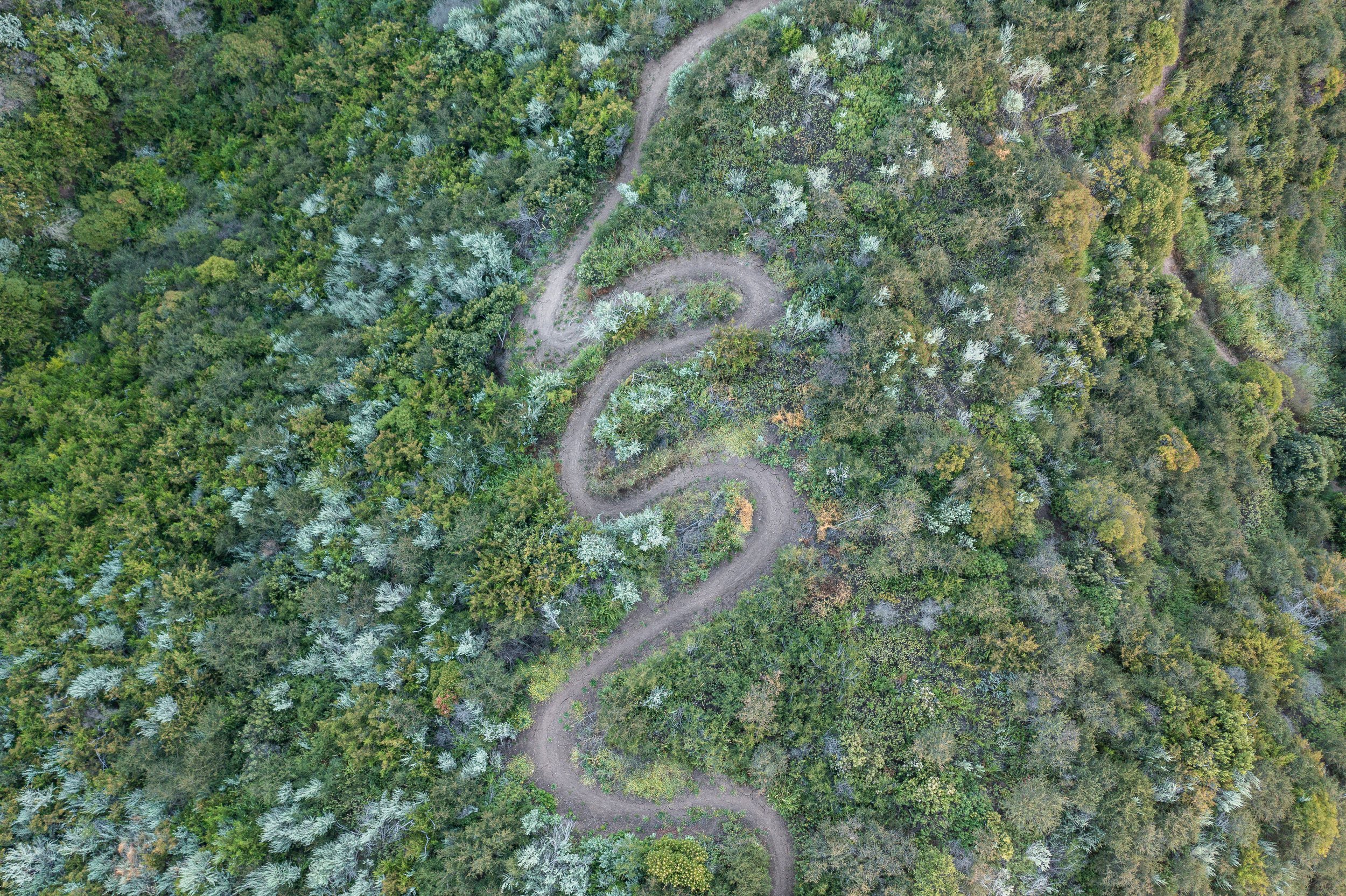 An aerial view of a winding dirt trail cutting through a dense forest with various shades of green foliage.