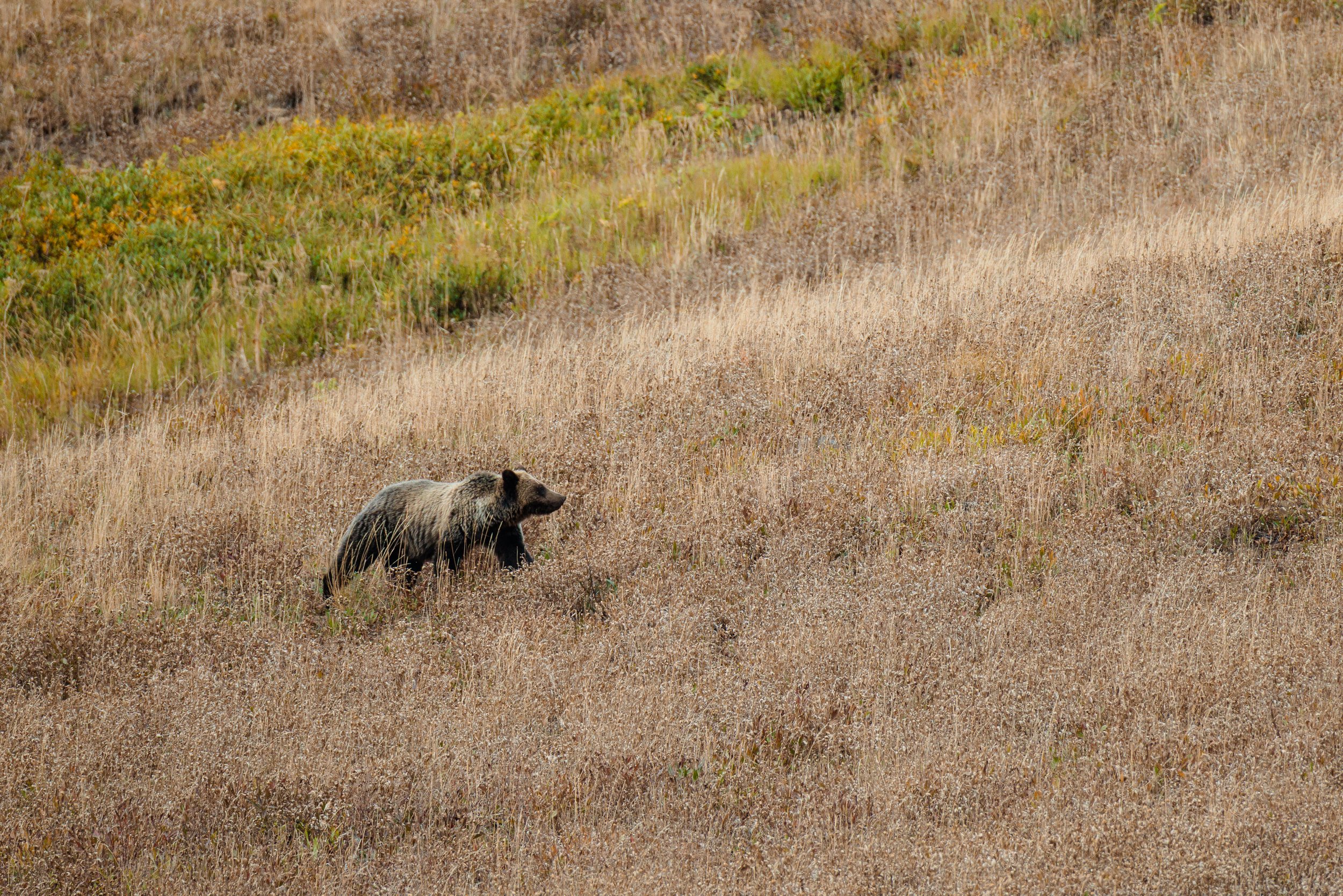 Yellowstone Day 3-3.jpg