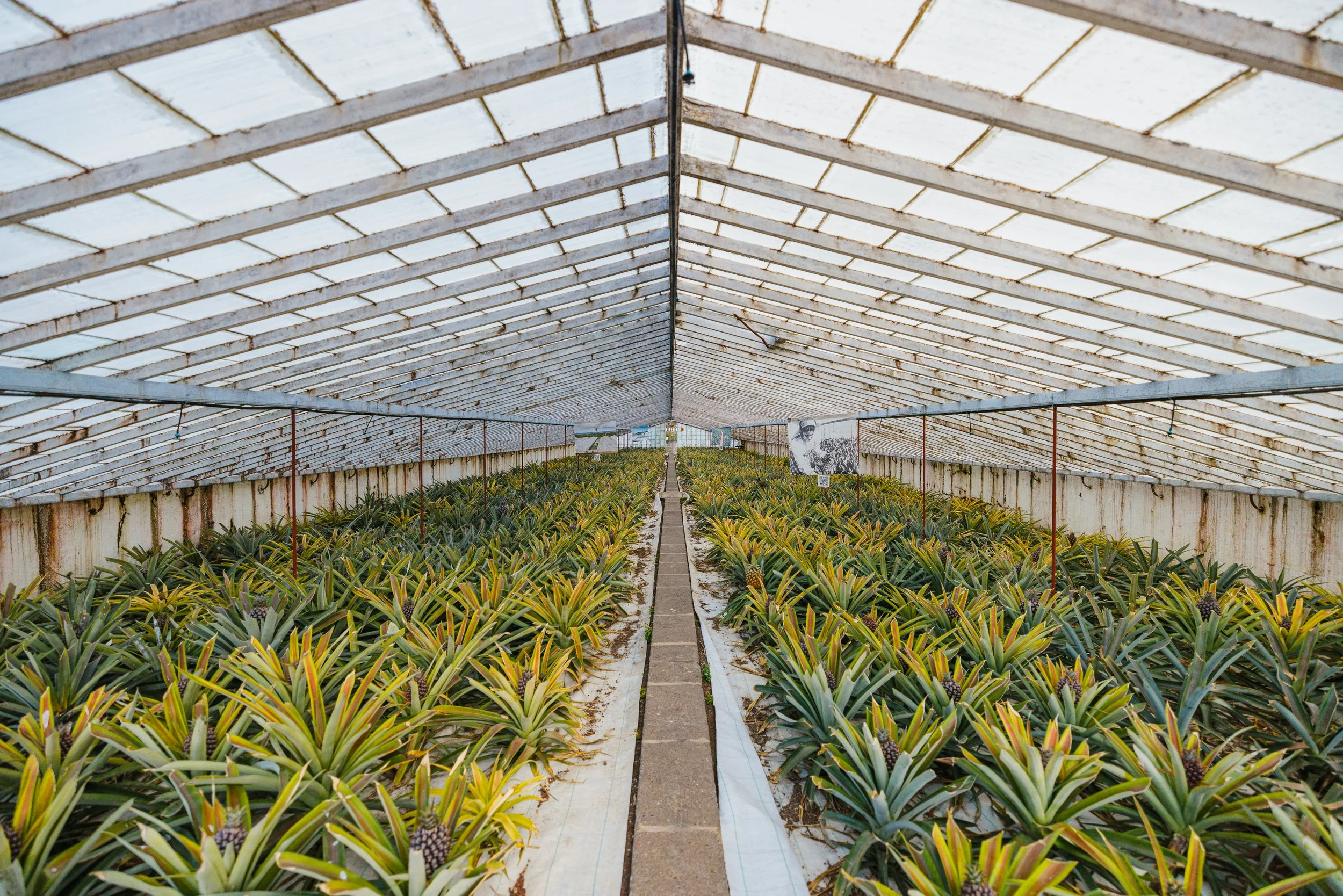 View inside a greenhouse with rows of pineapple plants growing on either side of a central walkway, with a glass roof overhead.