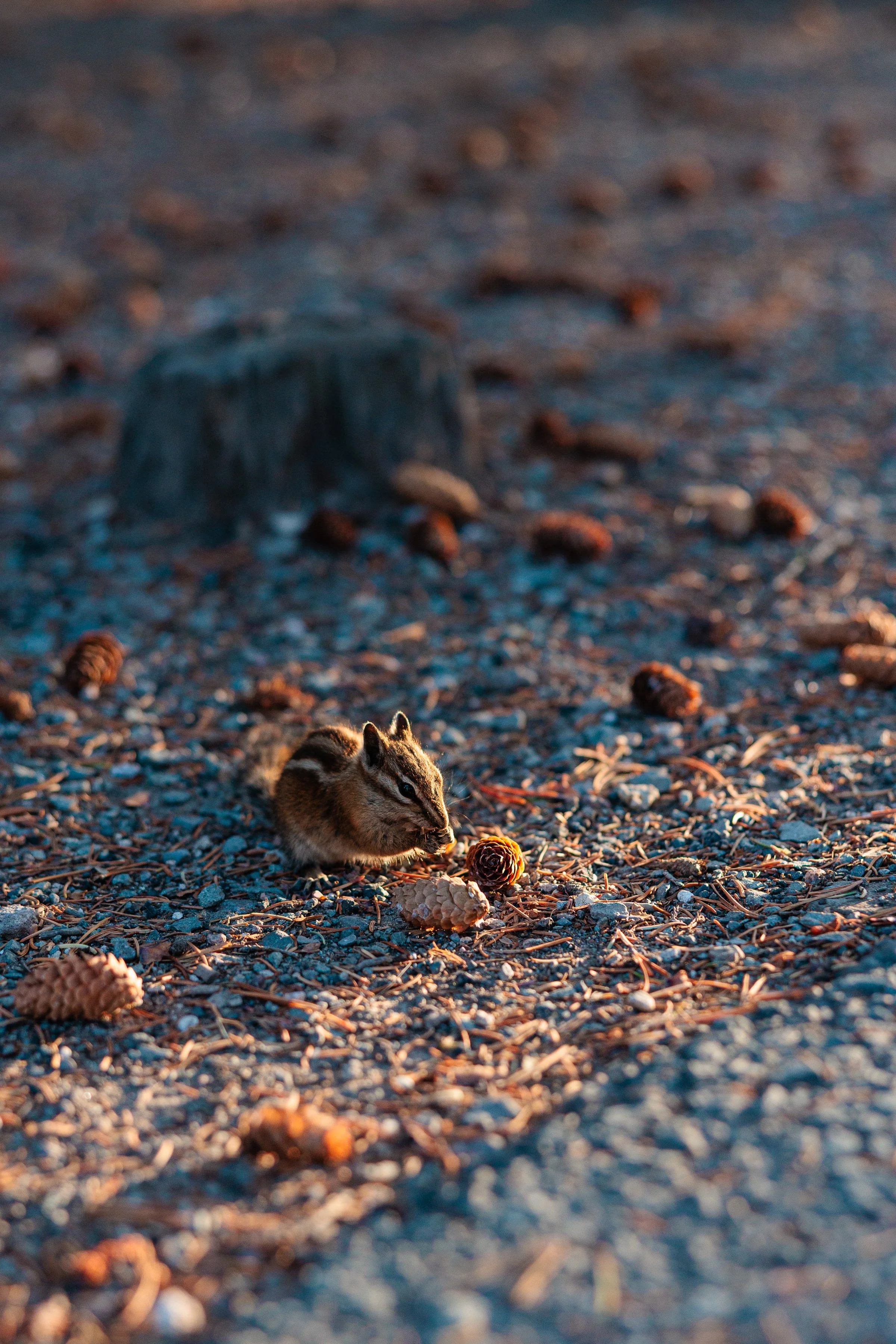Yellowstone Day 2-58.jpg
