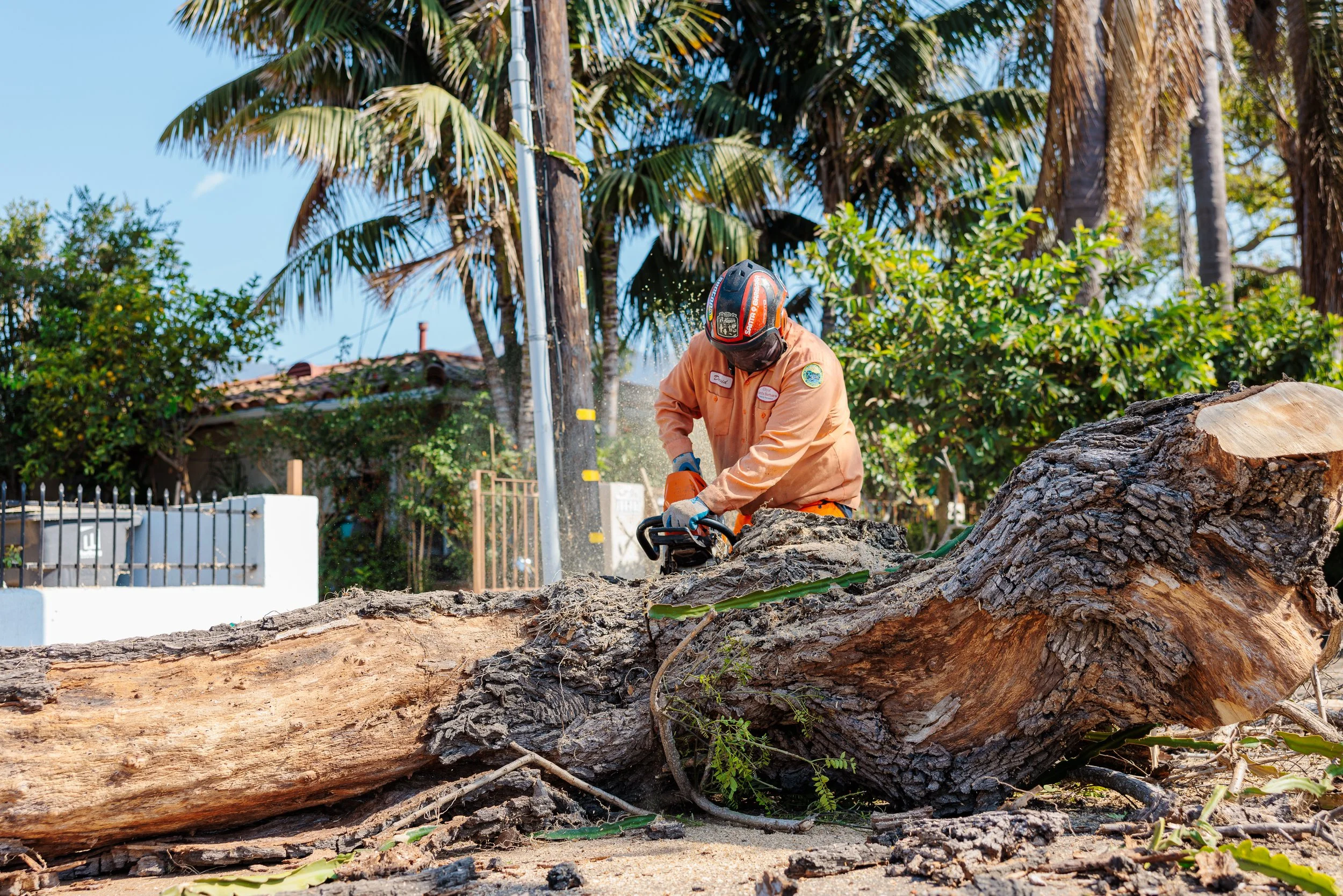 Cacique Tree Removal and Drop Off-17.jpg