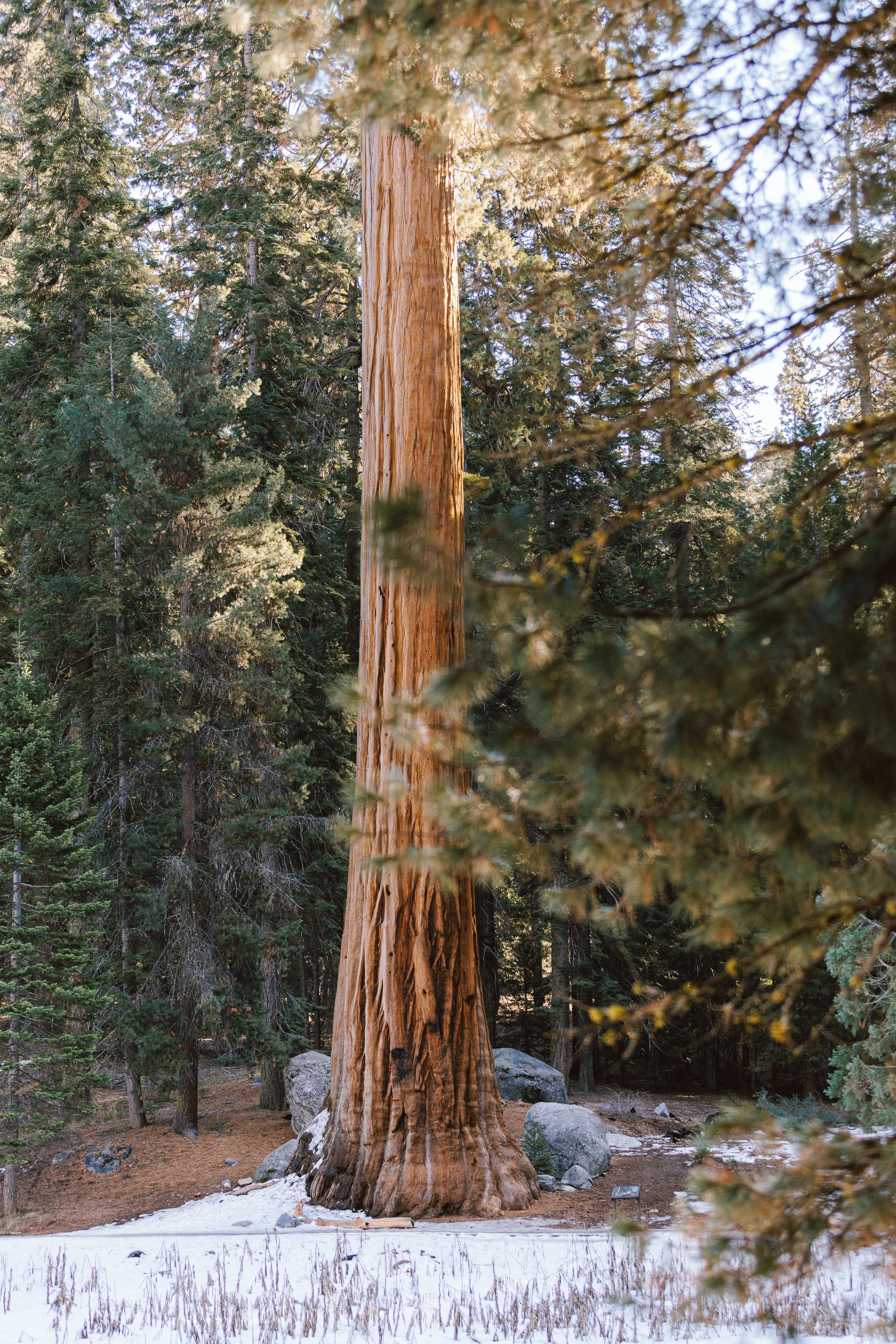 Sequoia Day 2-10.jpg