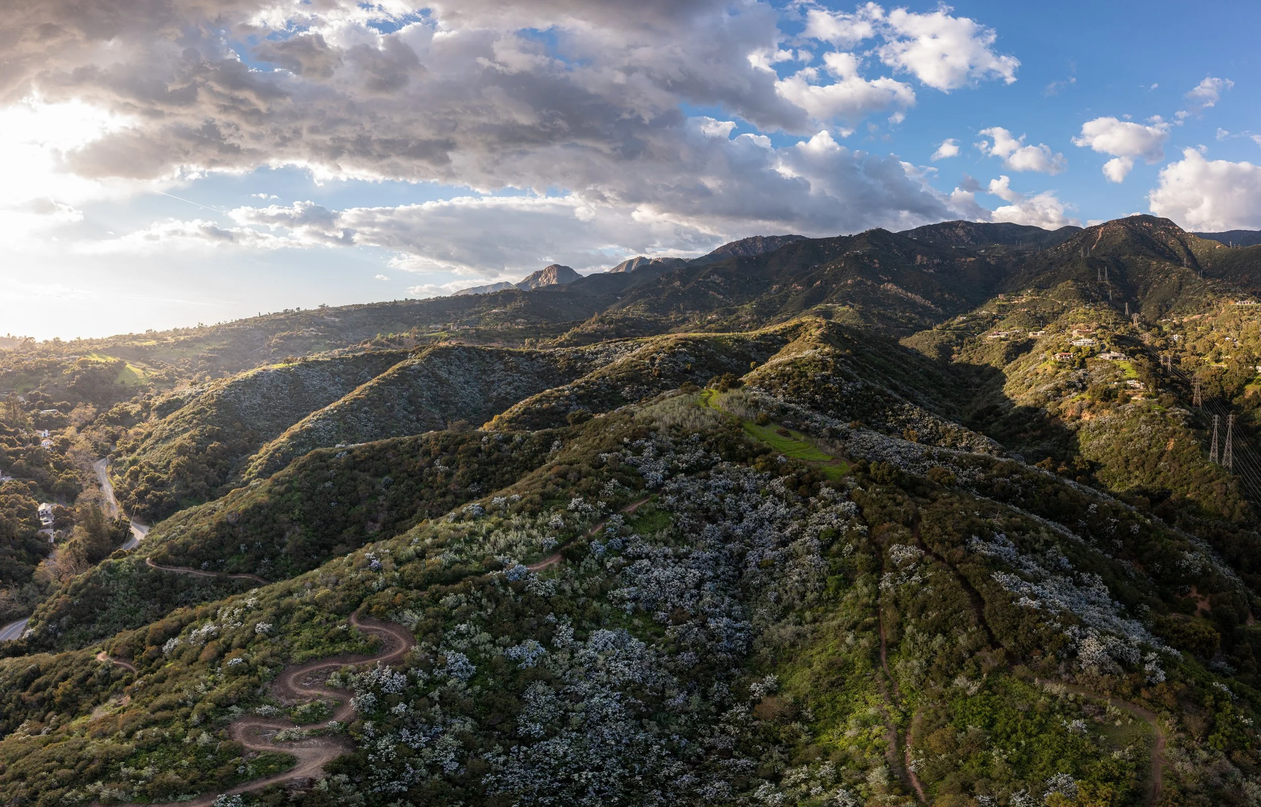 Parma Ceanothus-2.jpg