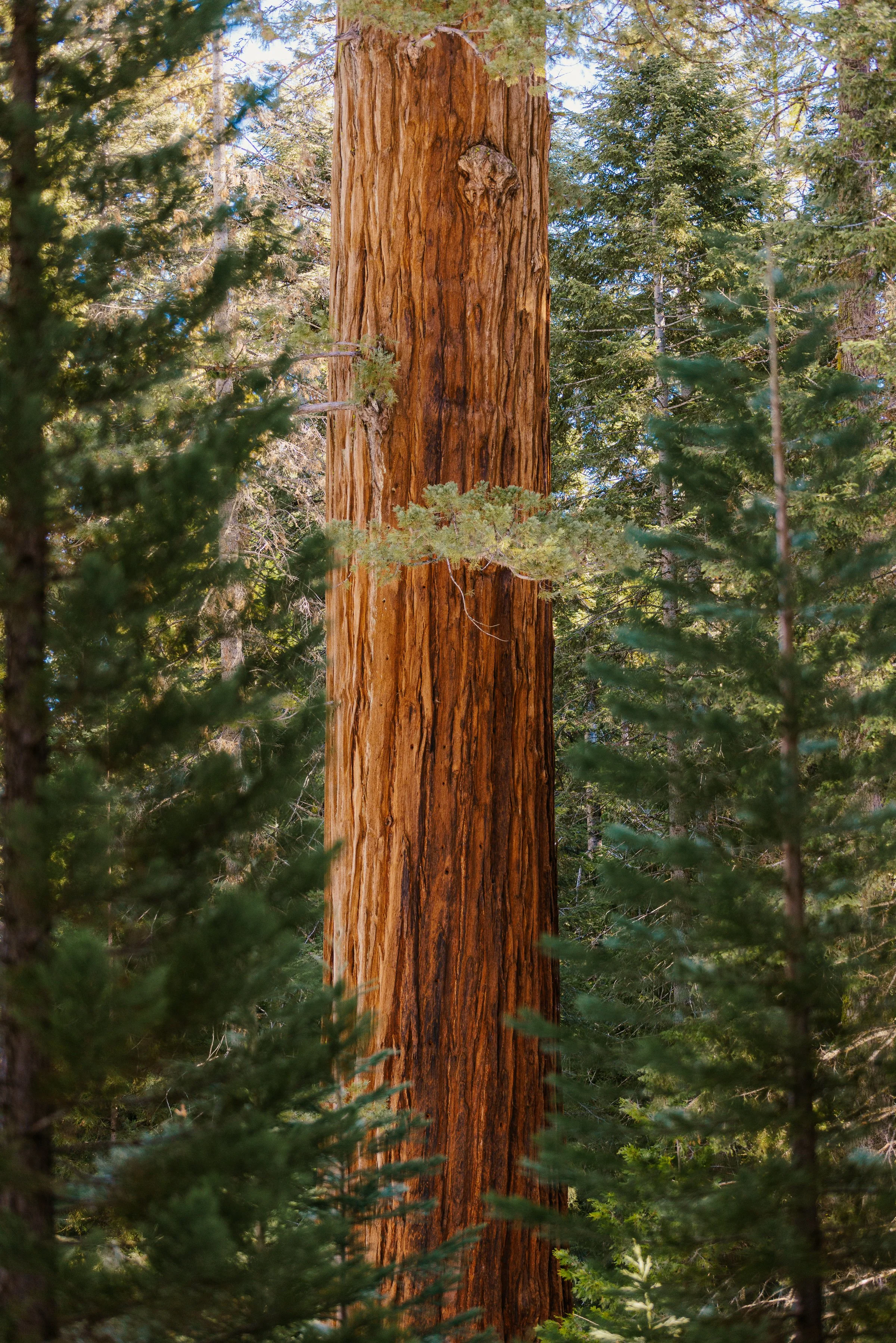 Sequoia Day 2-13.jpg