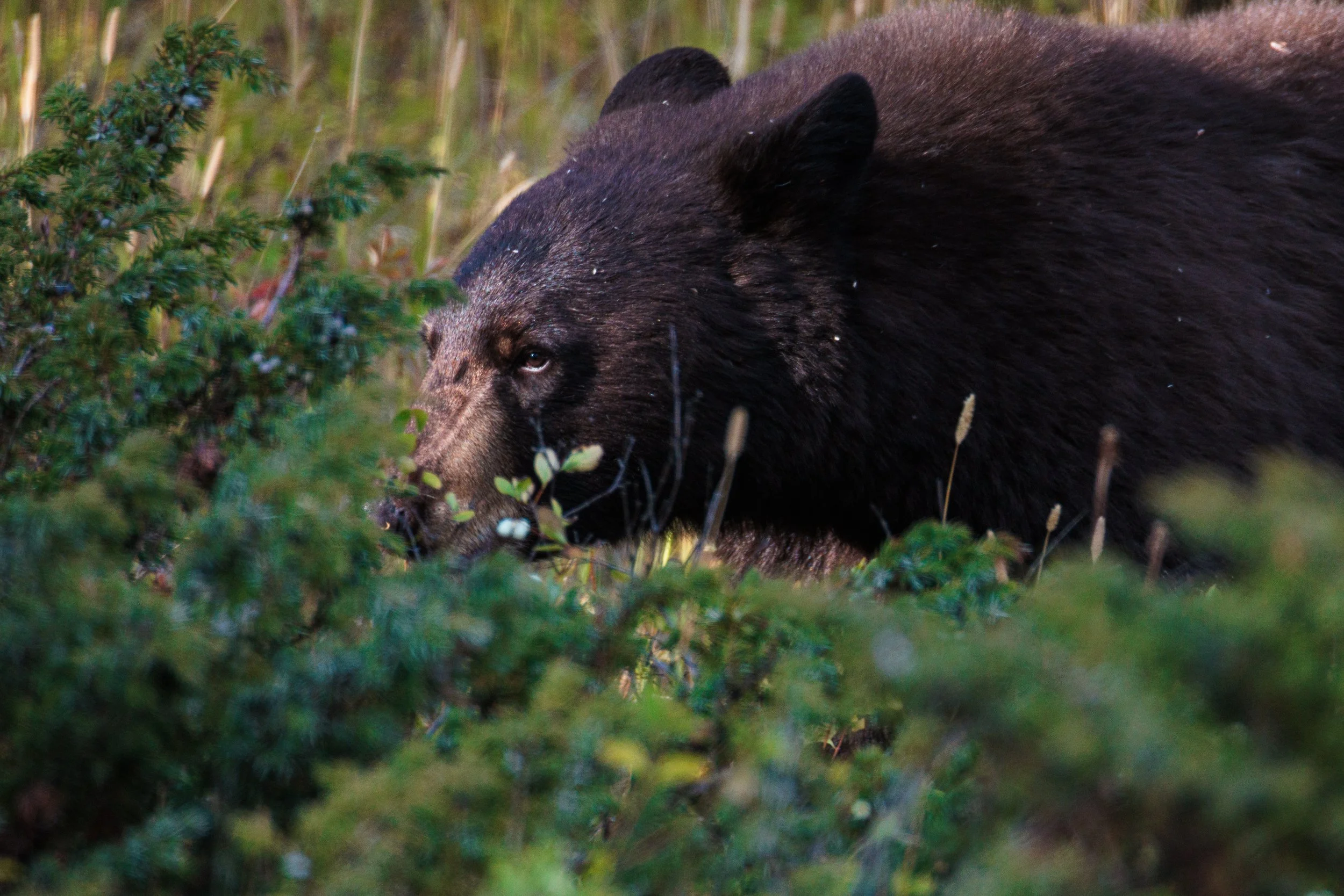 Yellowstone Day 3-18.jpg