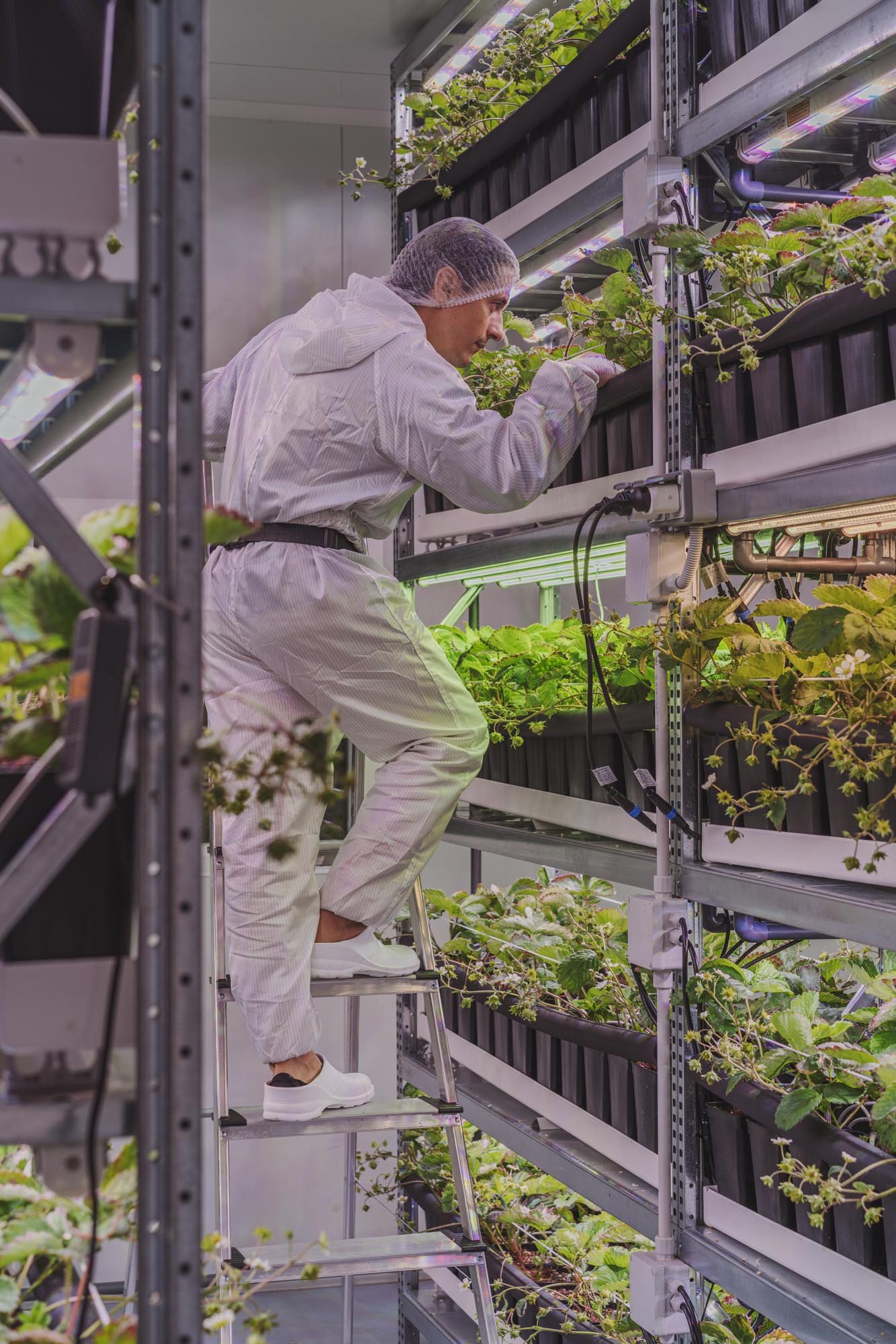 Persona trabajando en un invernadero con plantas de fresas bajo iluminación artificial.
