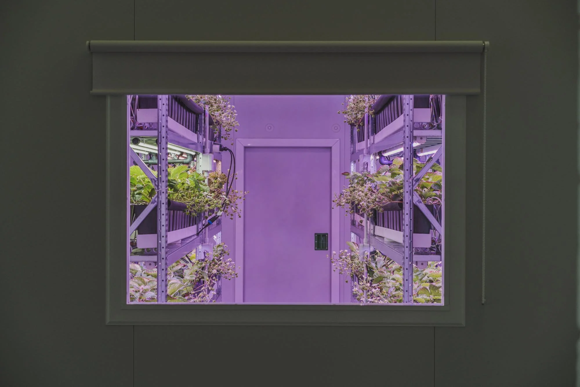 Zonas de cultivo en interior con plantas bajo iluminación LED de color púrpura.
