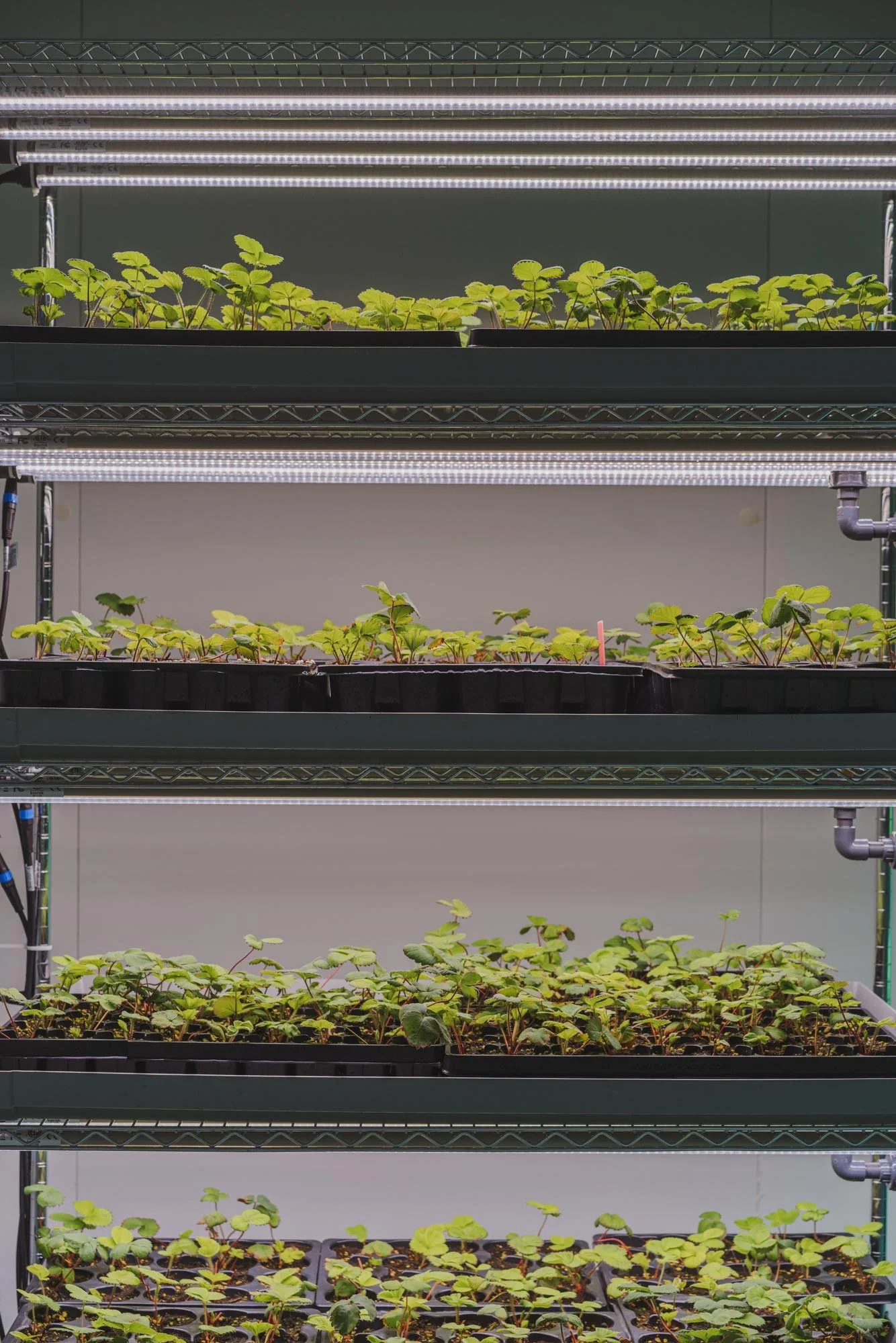 Estantes con plantas en un cultivo interior con iluminación artificial y sistema de regadío.