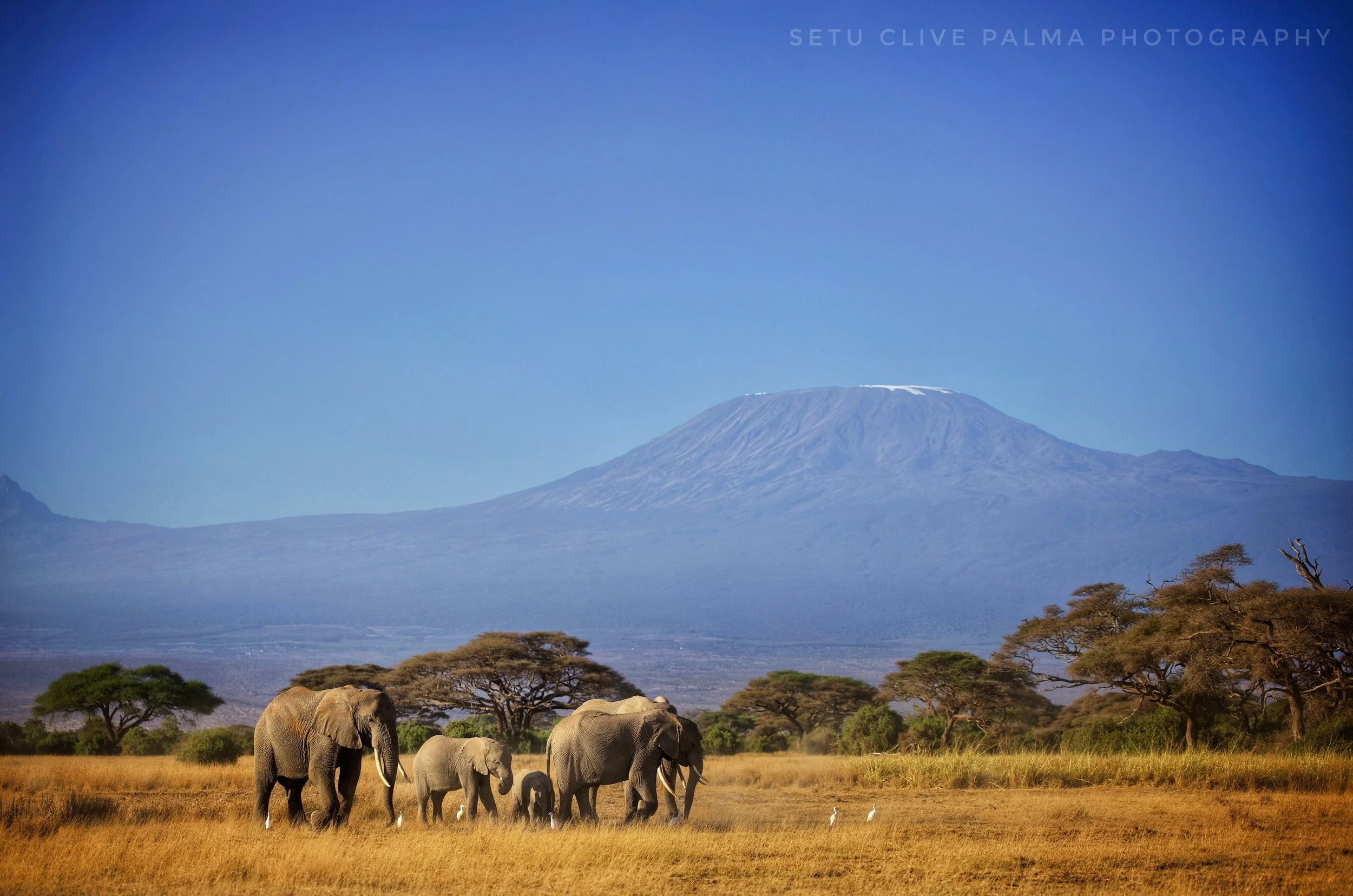 A M B O S E L I ~ N A T I O N A L ~ P A R K 🇰🇪 || August 2026 ||