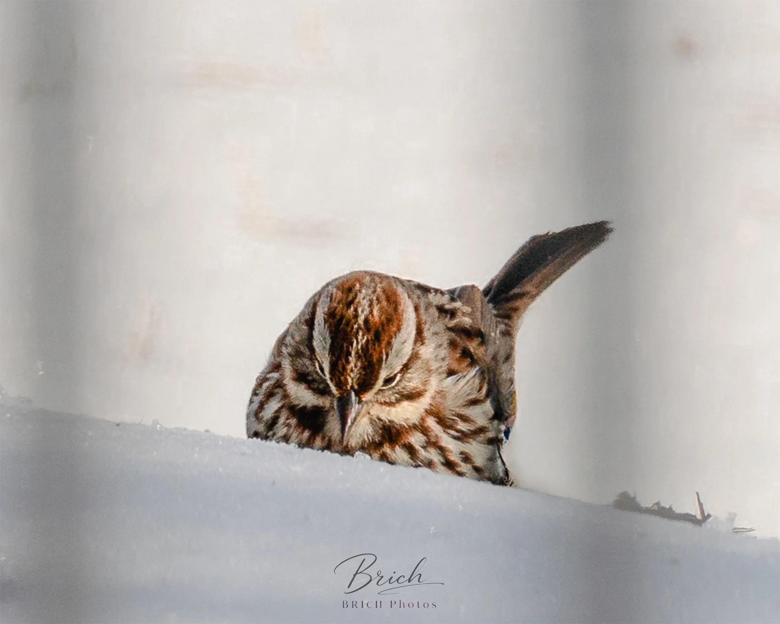 16x20 canvas print click to buy. All sales final.