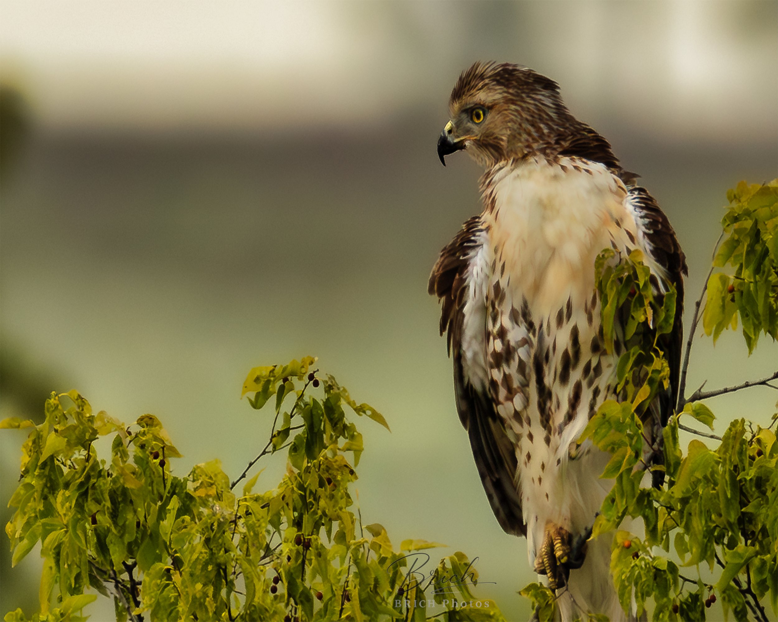 16x20 Canvas print click to buy. All sales fina..