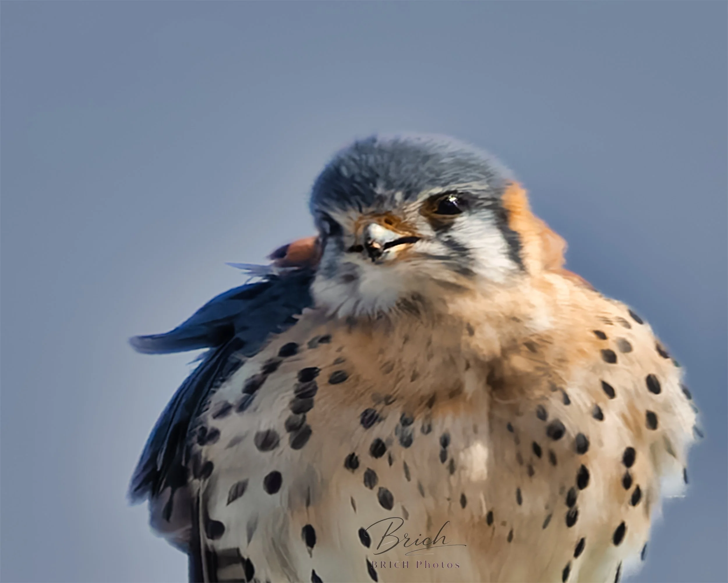 16x20 Canvas print click to buy. All sales final.