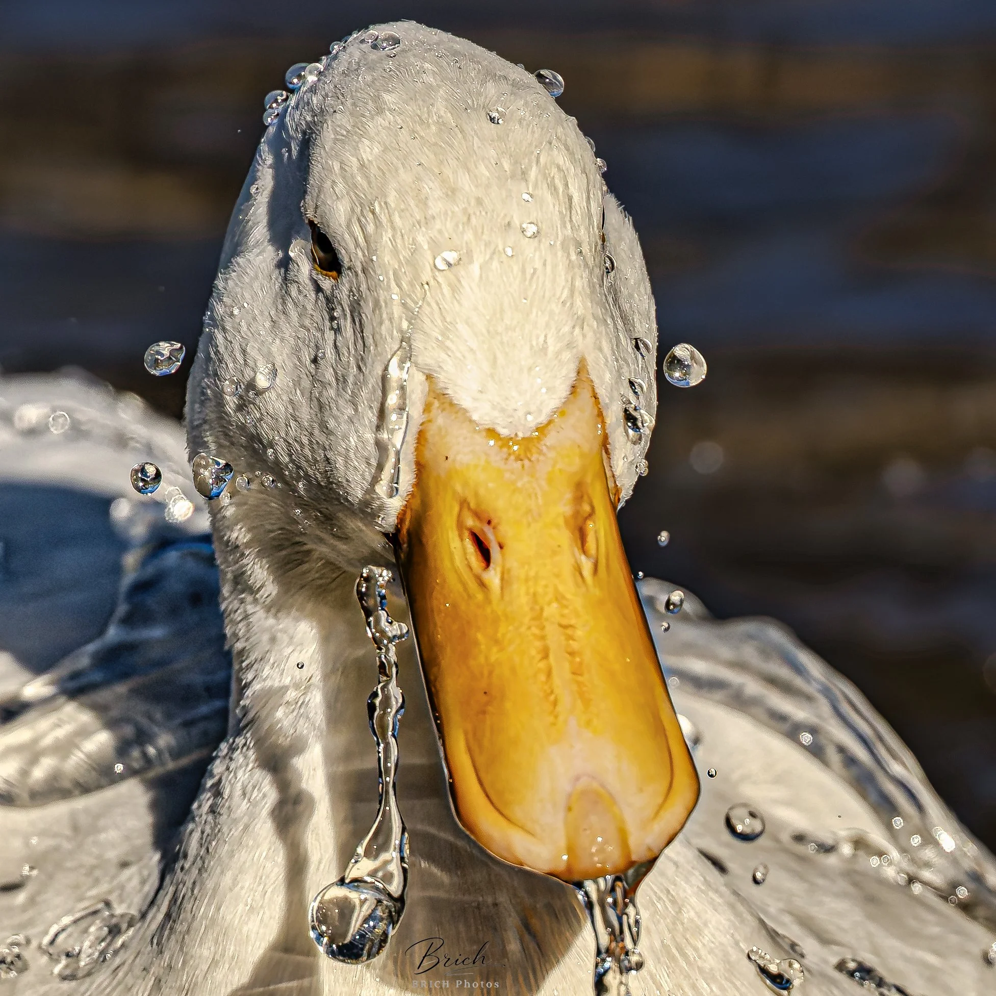 16x20 Canvas print click to buy. All sales final.