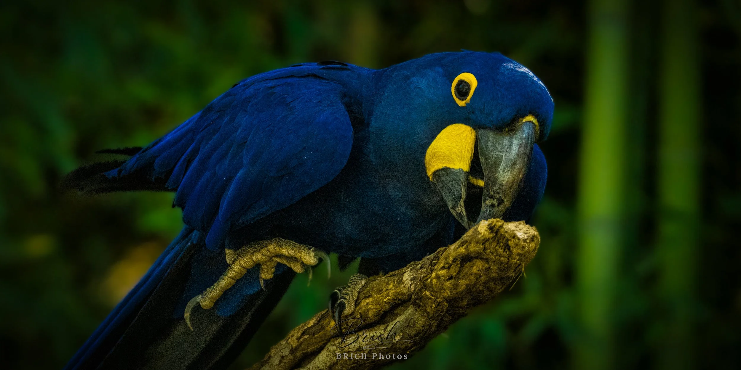 10x20 Canvas print click to buy. All sales final.