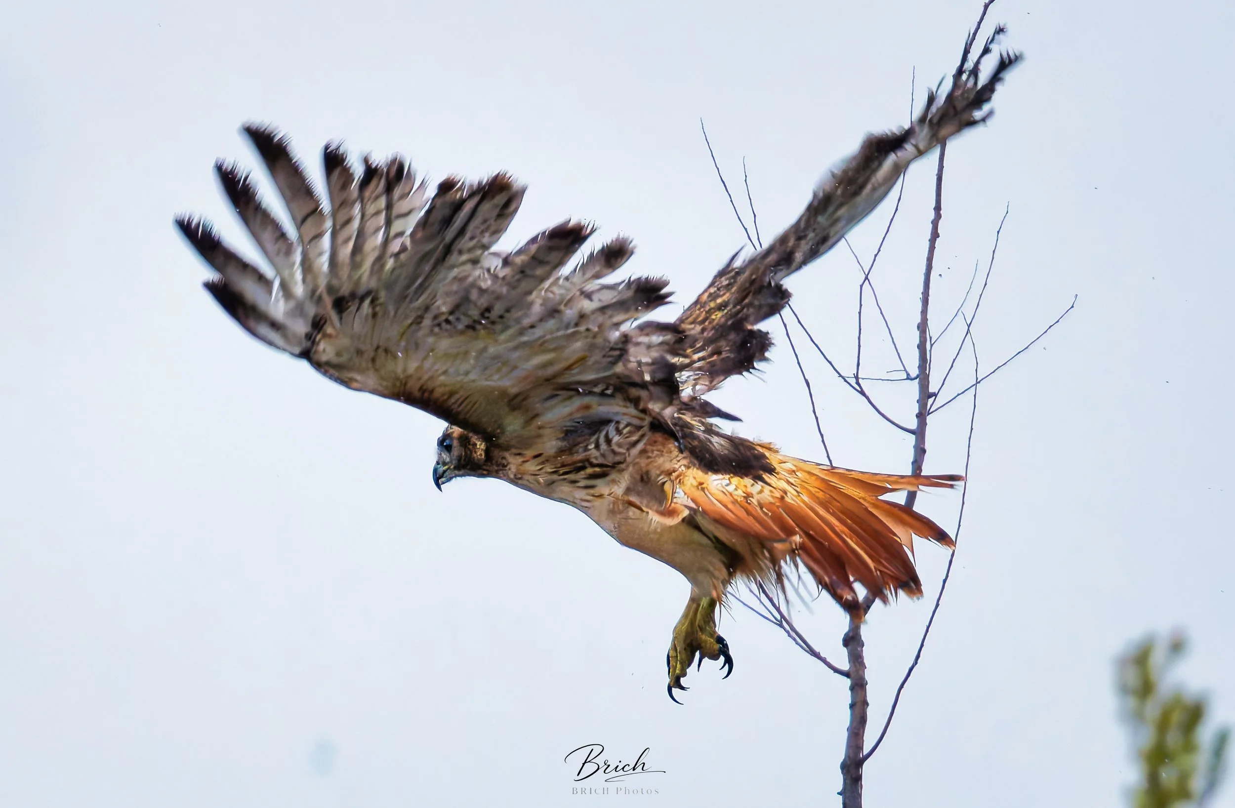 16x20 Canvas print click to buy. All sales final.