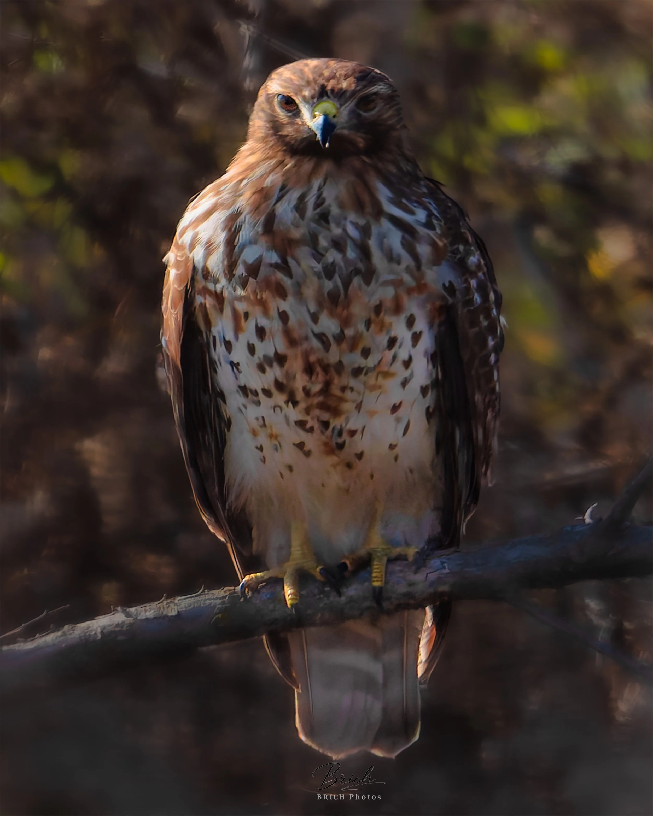 16x20 Canvas print click to buy. All sales final.