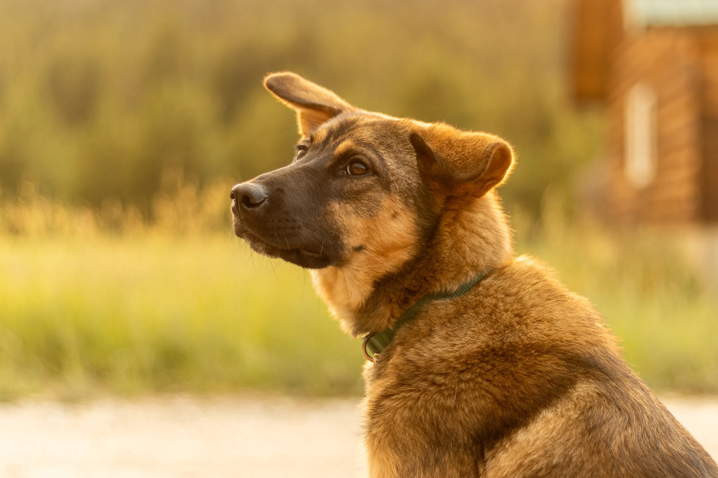 A brown dog with black markings on its face and ears sitting outdoors during golden hour.
