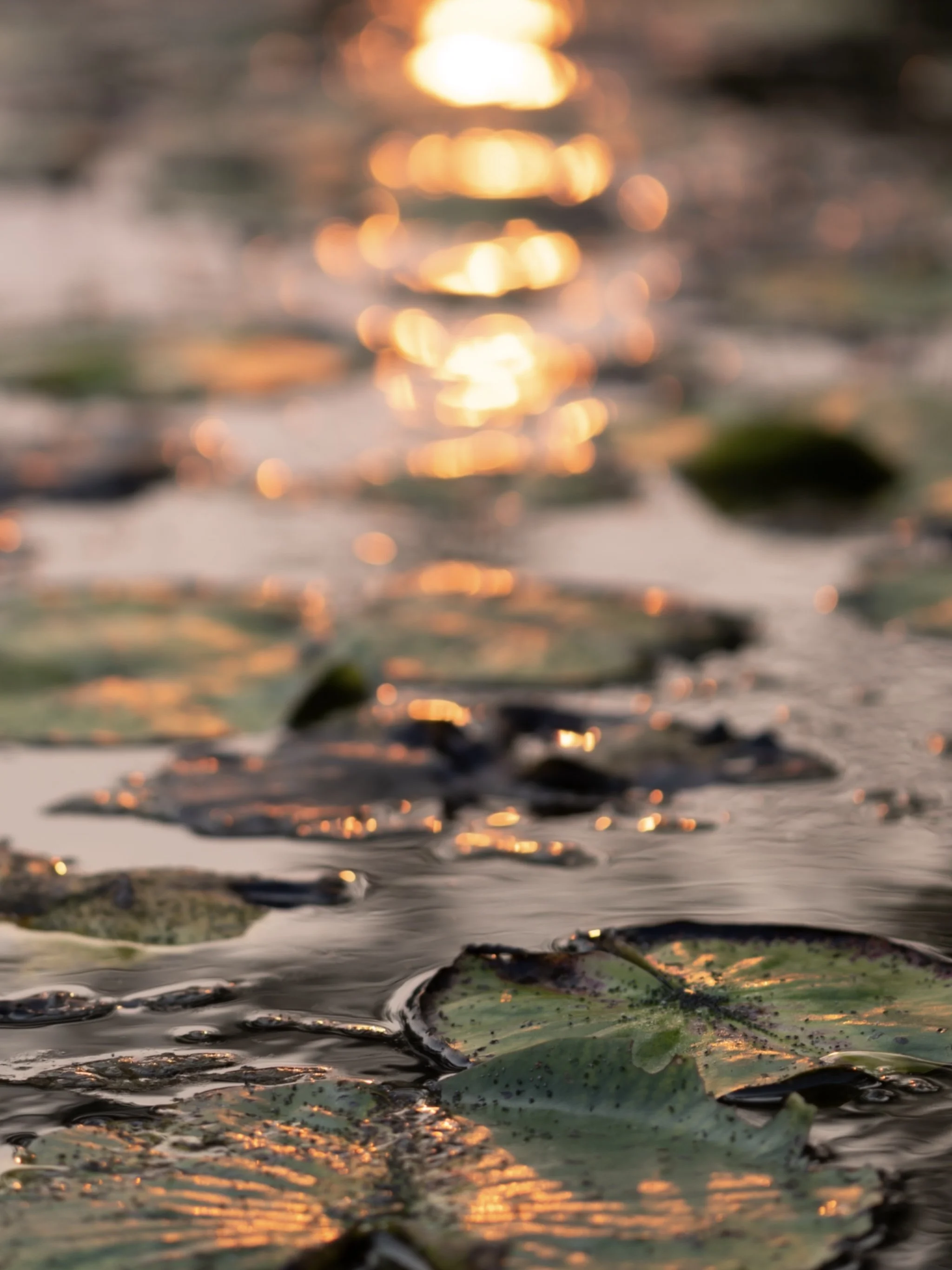 Nahaufnahme von Wasserlilien auf einer Wasseroberfläche bei Sonnenuntergang, reflektiertes Licht auf den Blättern und Wasser.
