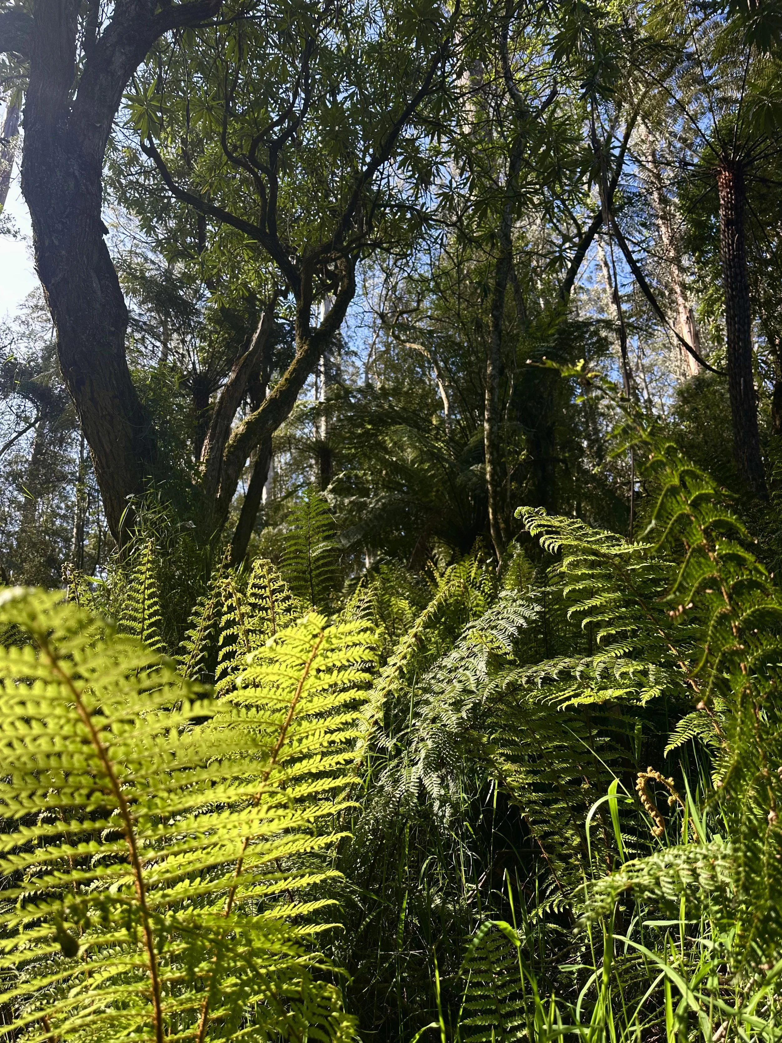 IMG_9506.jpeg