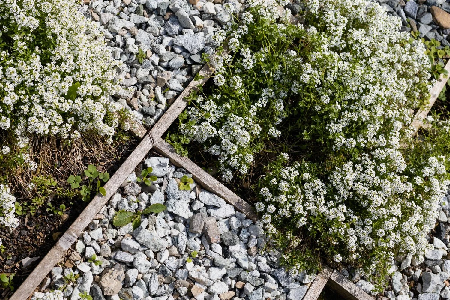 White flowering plants growing in garden beds separated by wooden borders with gravel pathways.
