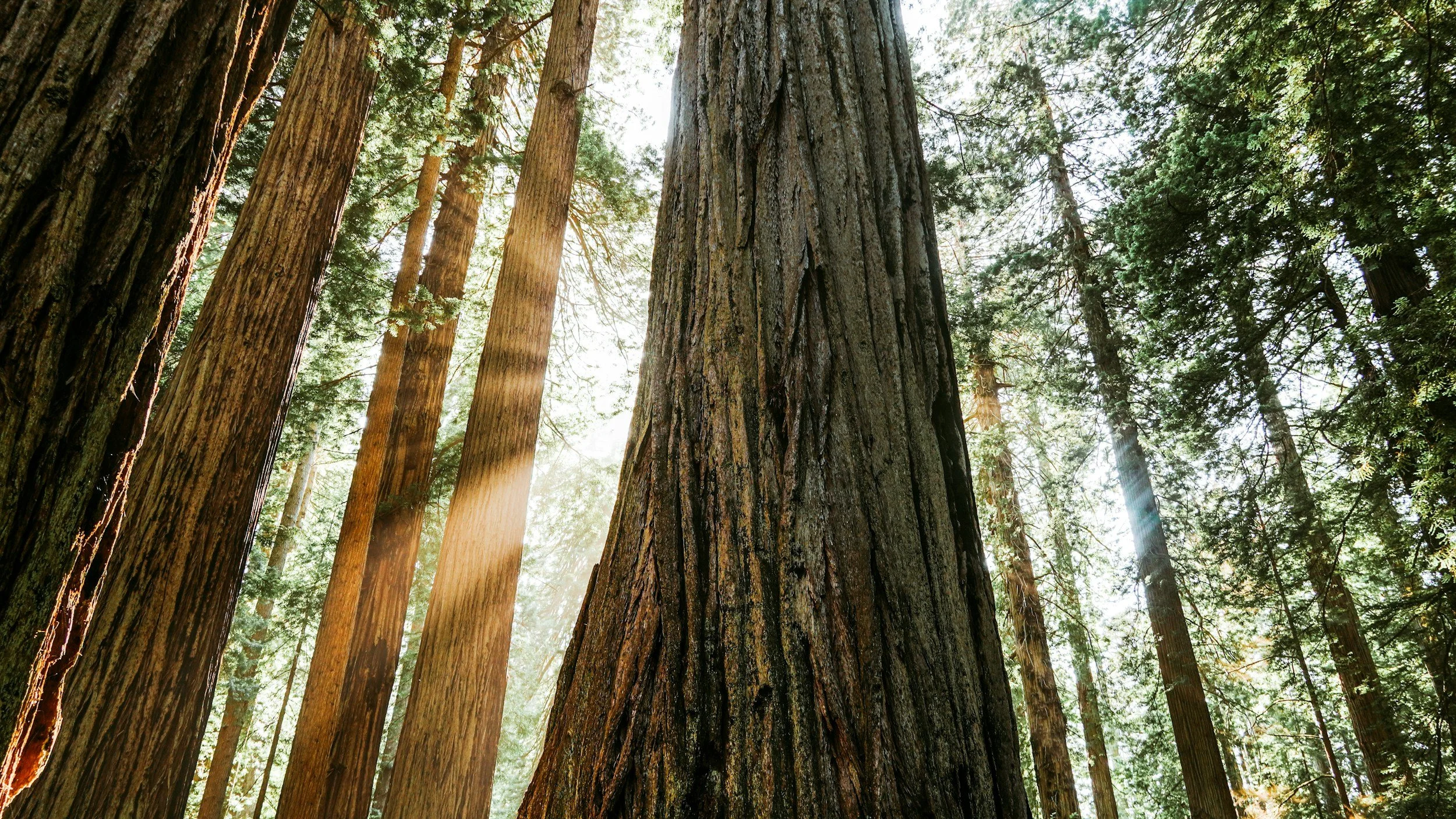 photograph of tall redwood trees, signifying growth and accomplishment possible through expert tutoring