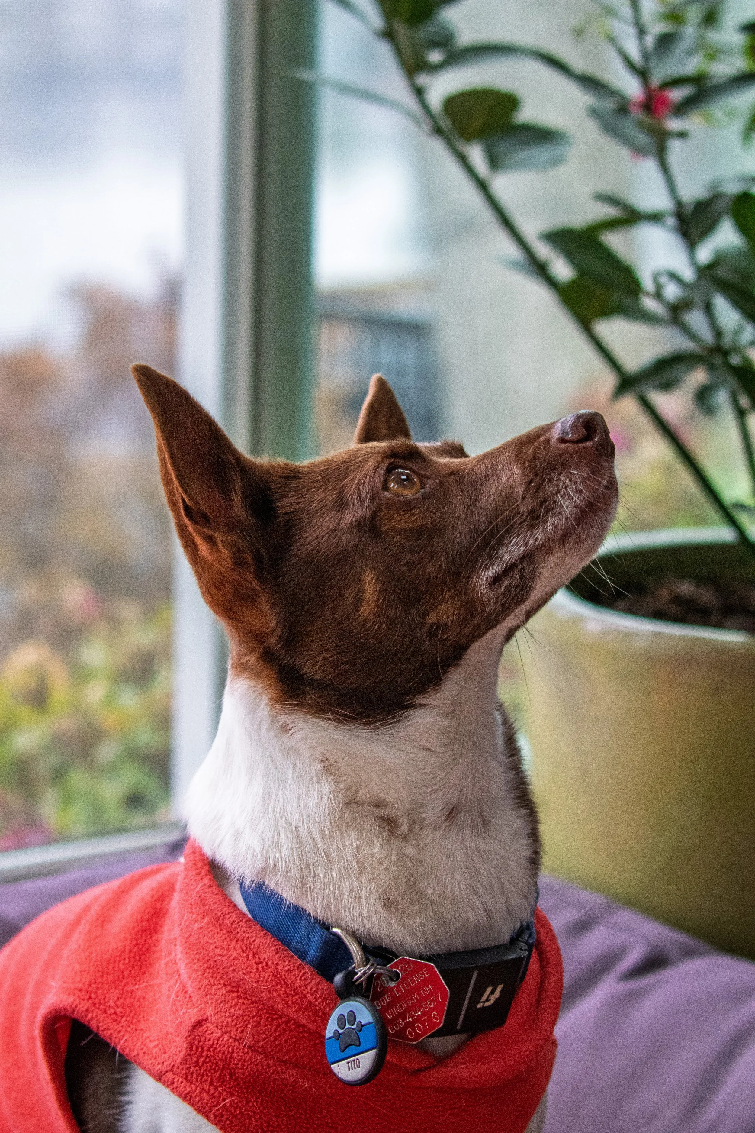 PORTRAITS | People & Animals