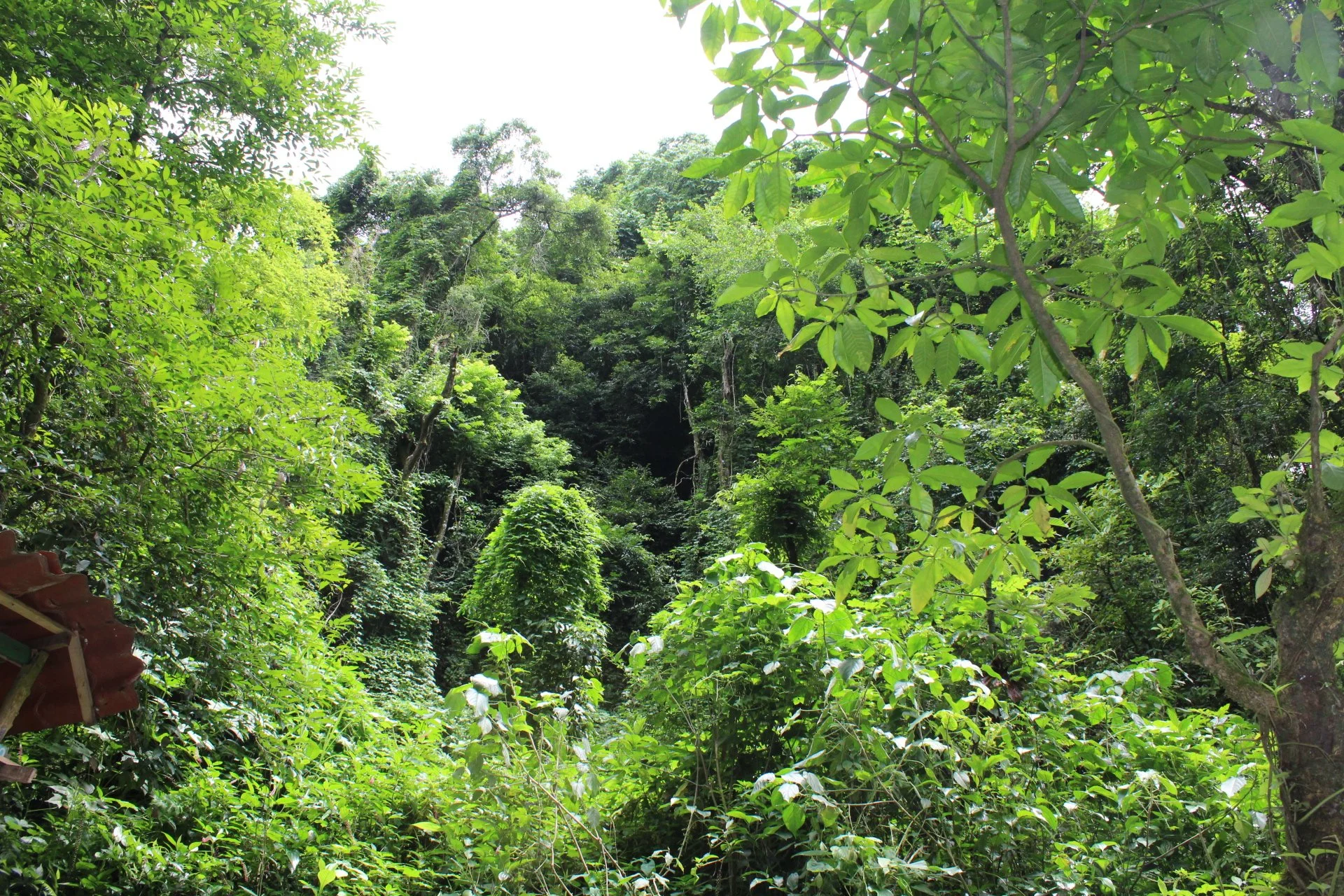 Lush green tropical forest with dense vegetation and tall trees, under bright daylight.