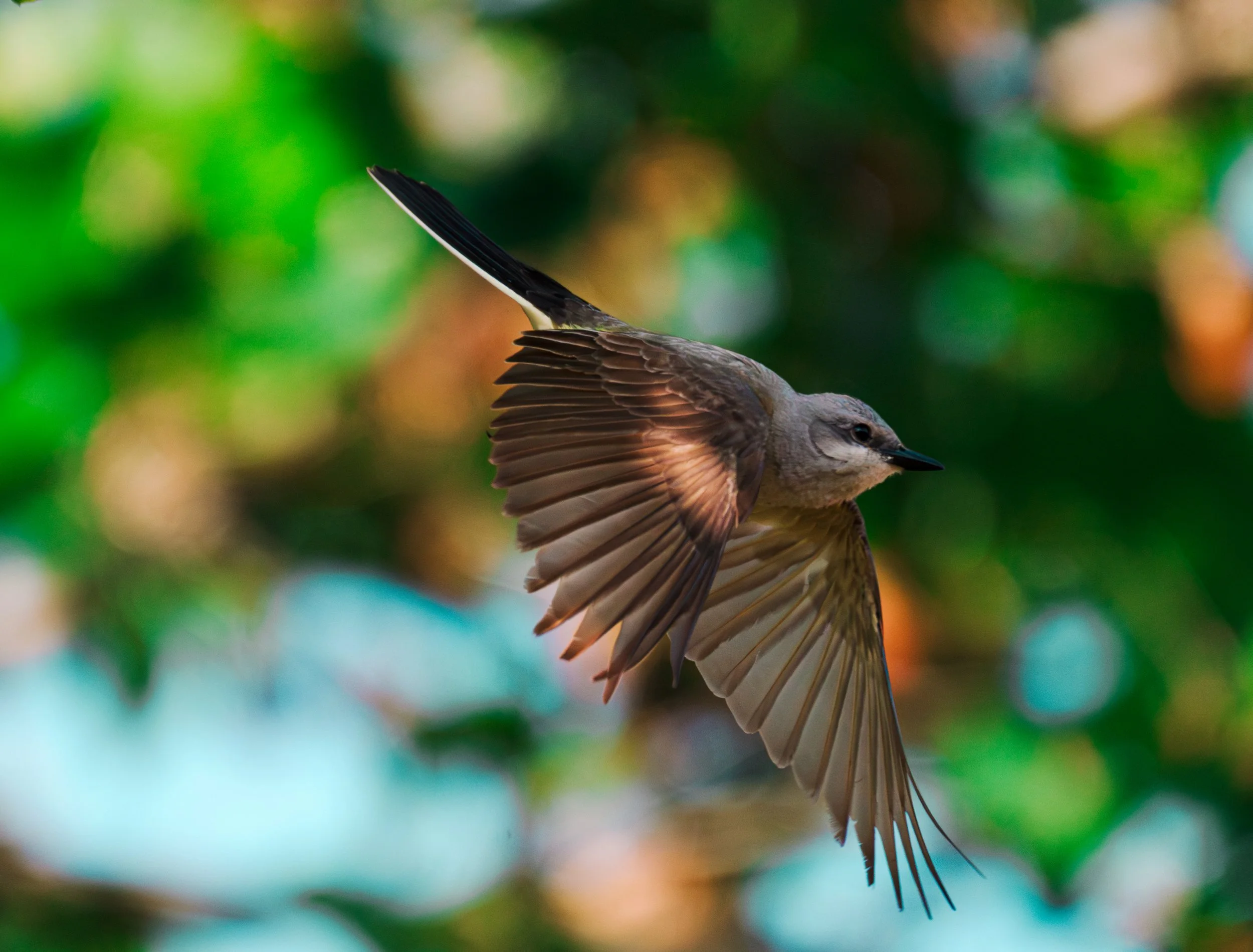 western kingbird