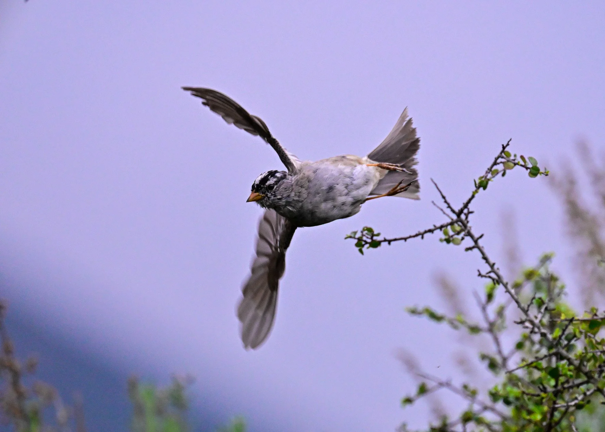 white-crowned sparrow