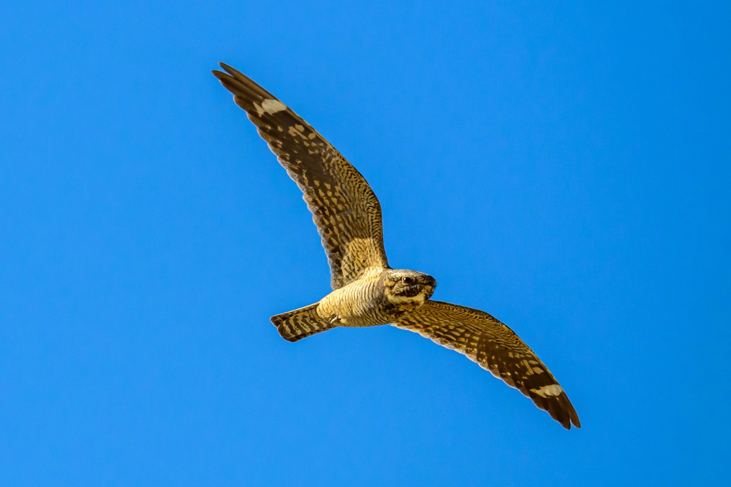 lesser nighthawk